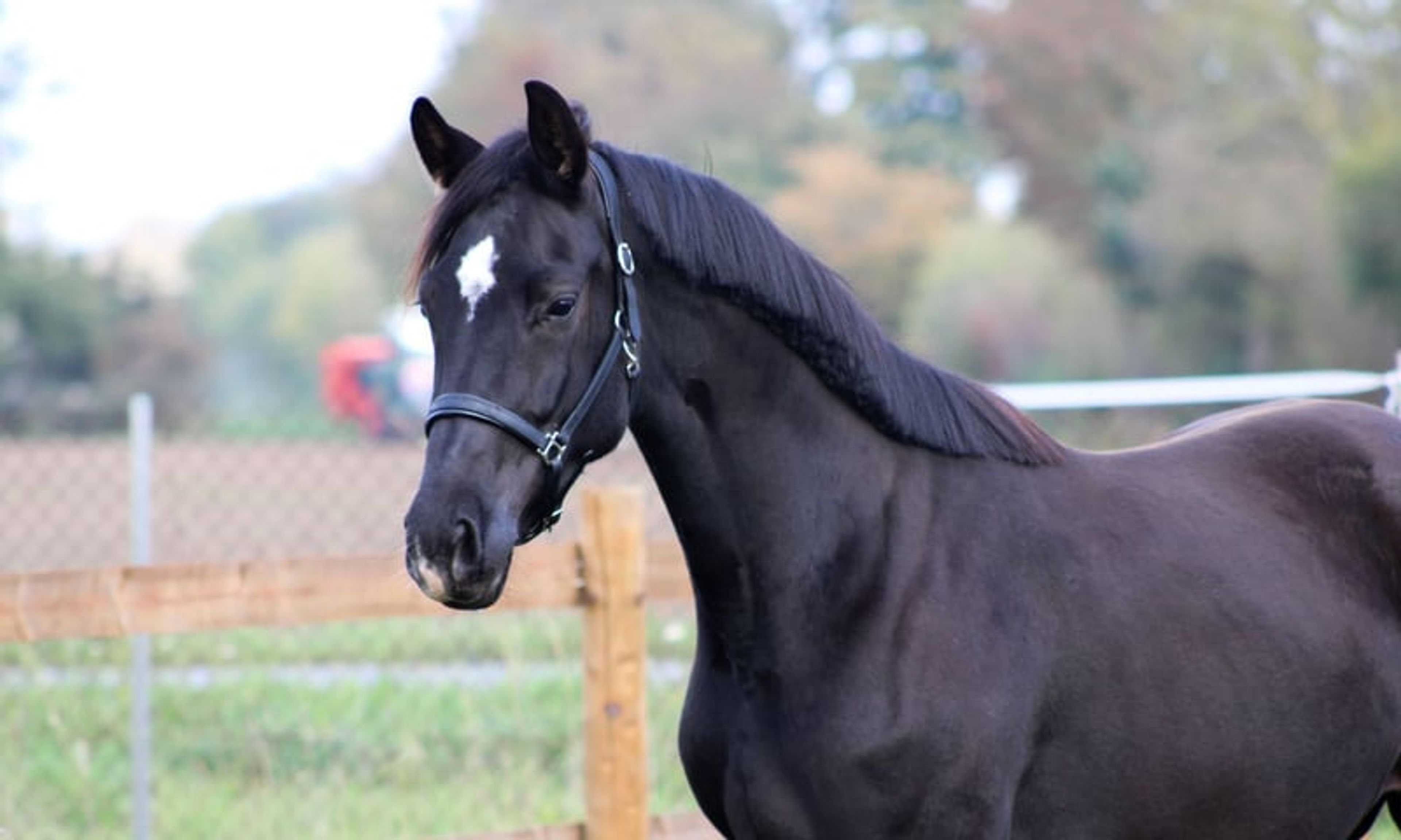 Beautiful mare for sport and leisure