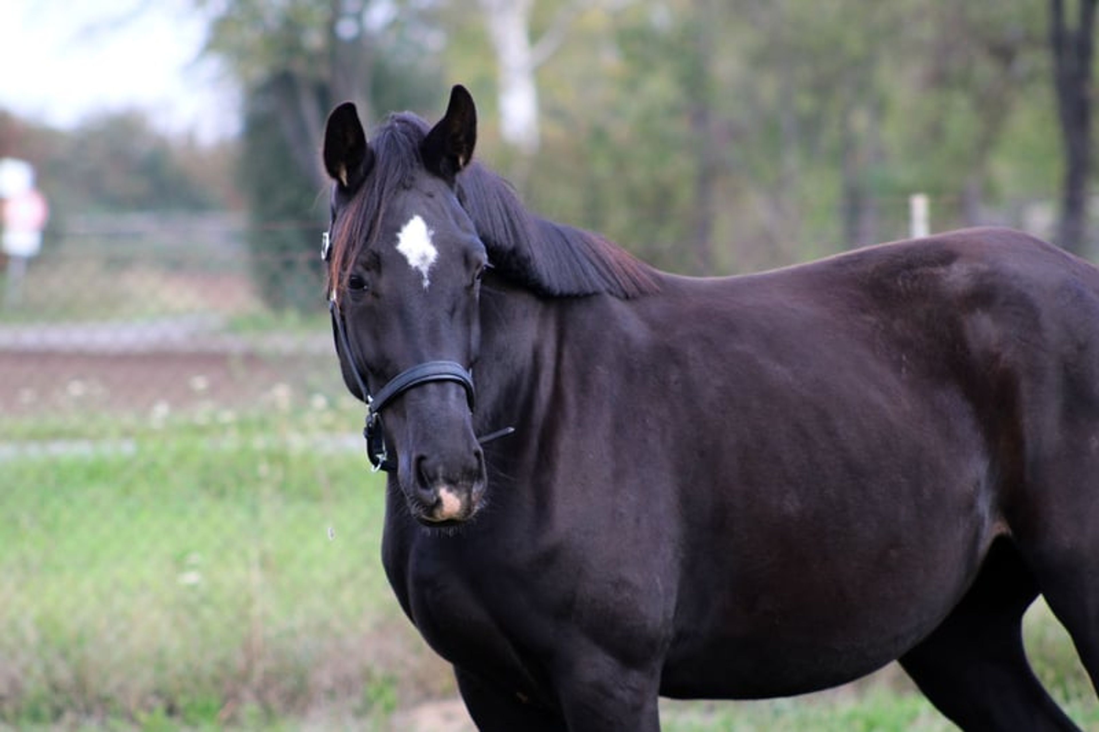 Beautiful mare for sport and leisure - Image 2