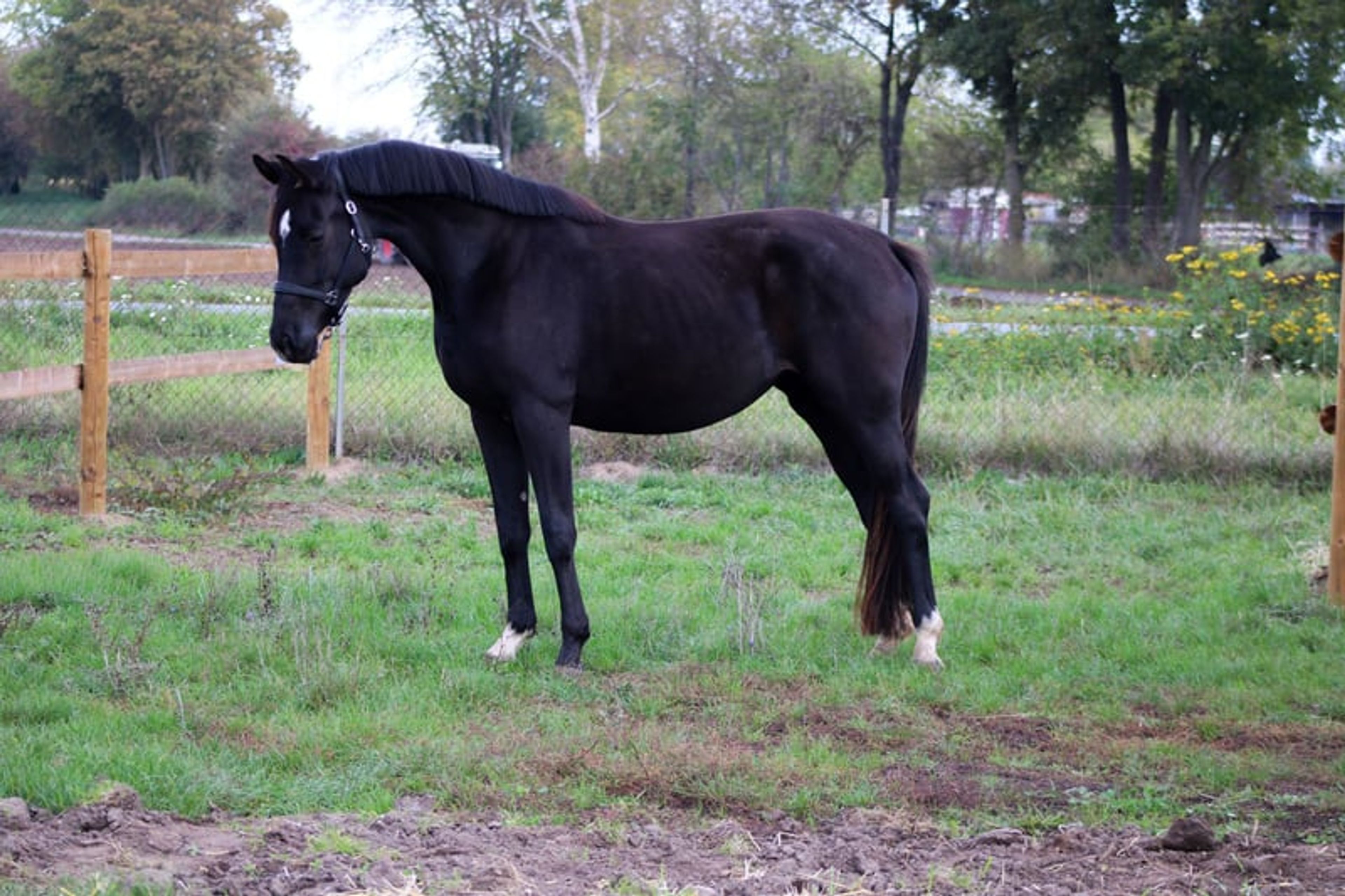 Beautiful mare for sport and leisure - Image 3