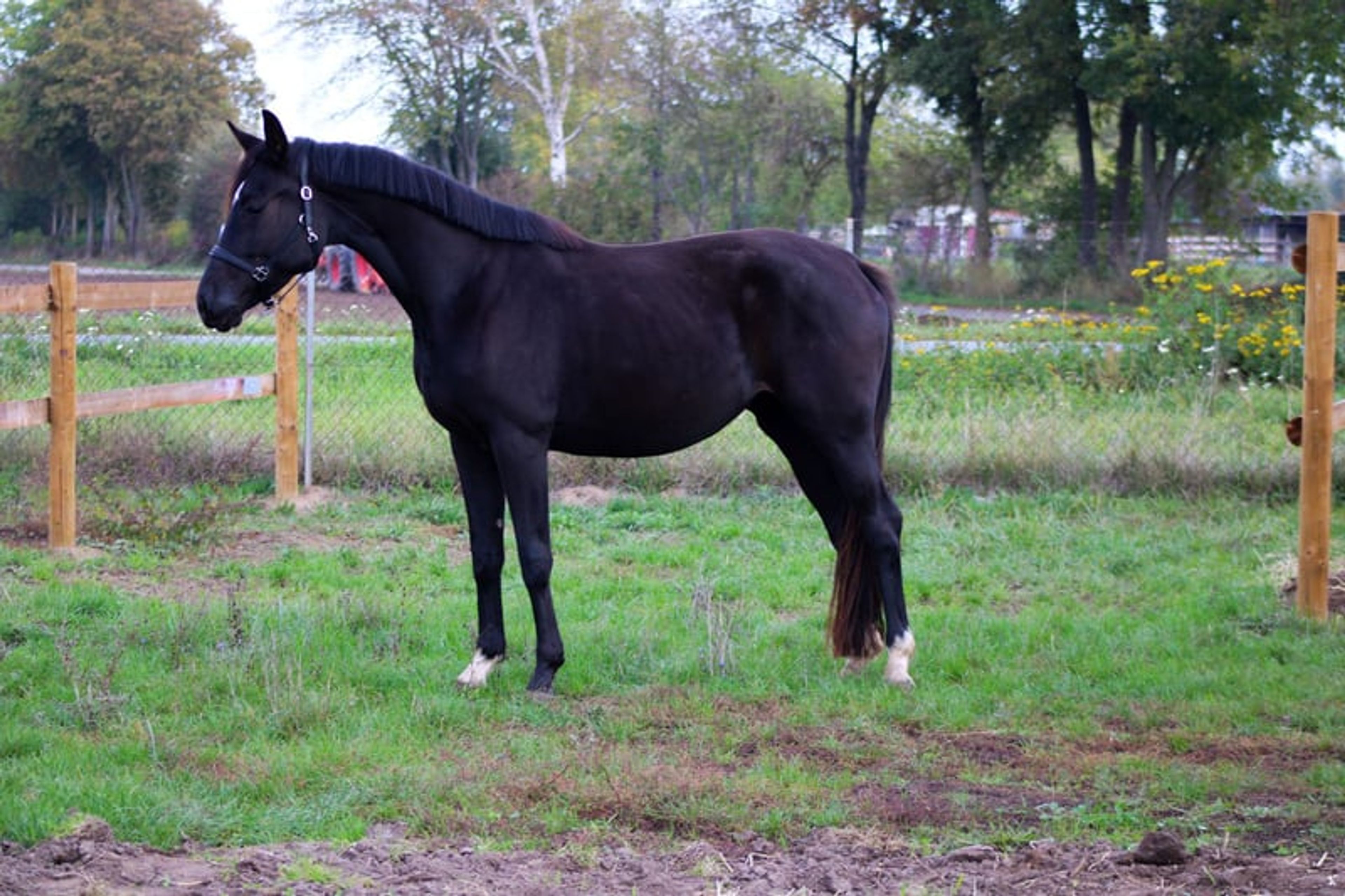 Beautiful mare for sport and leisure - Image 4
