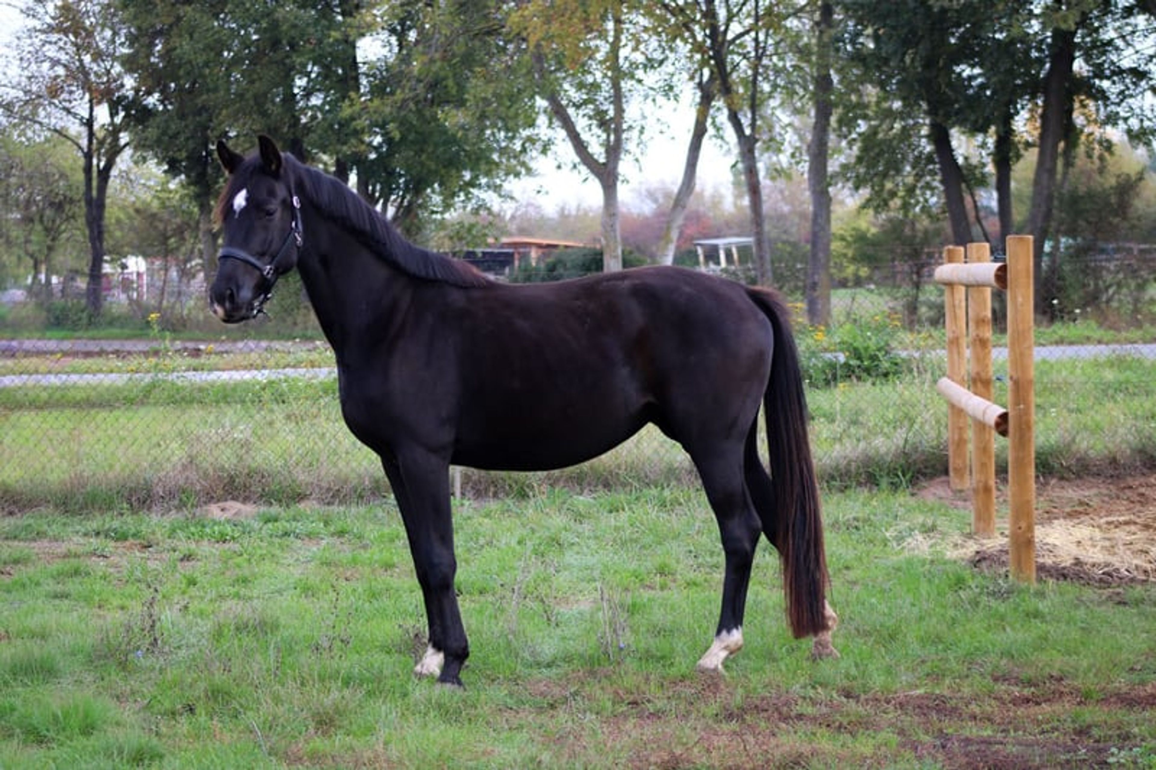 Beautiful mare for sport and leisure - Image 5