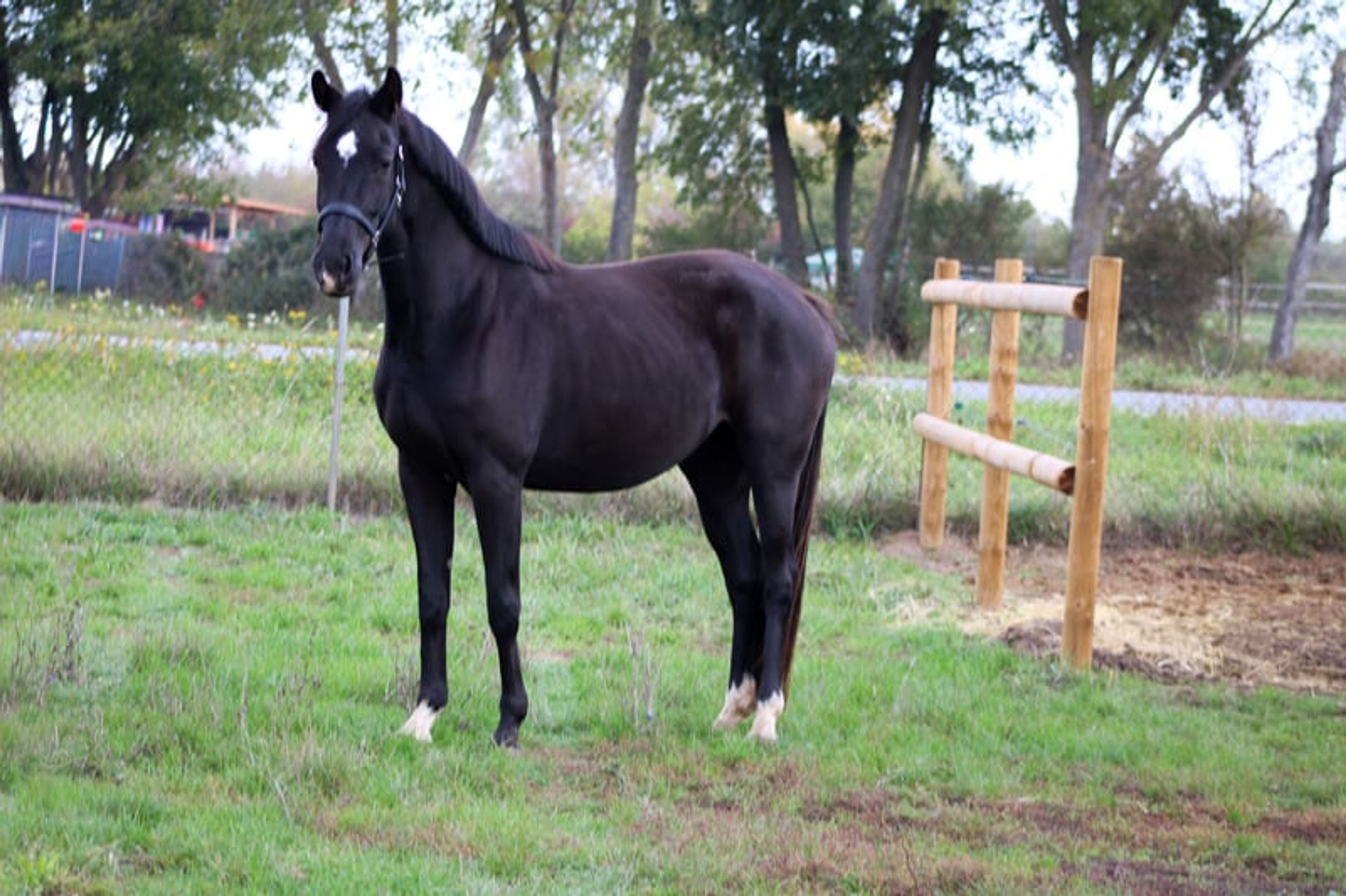 Beautiful mare for sport and leisure - Image 6
