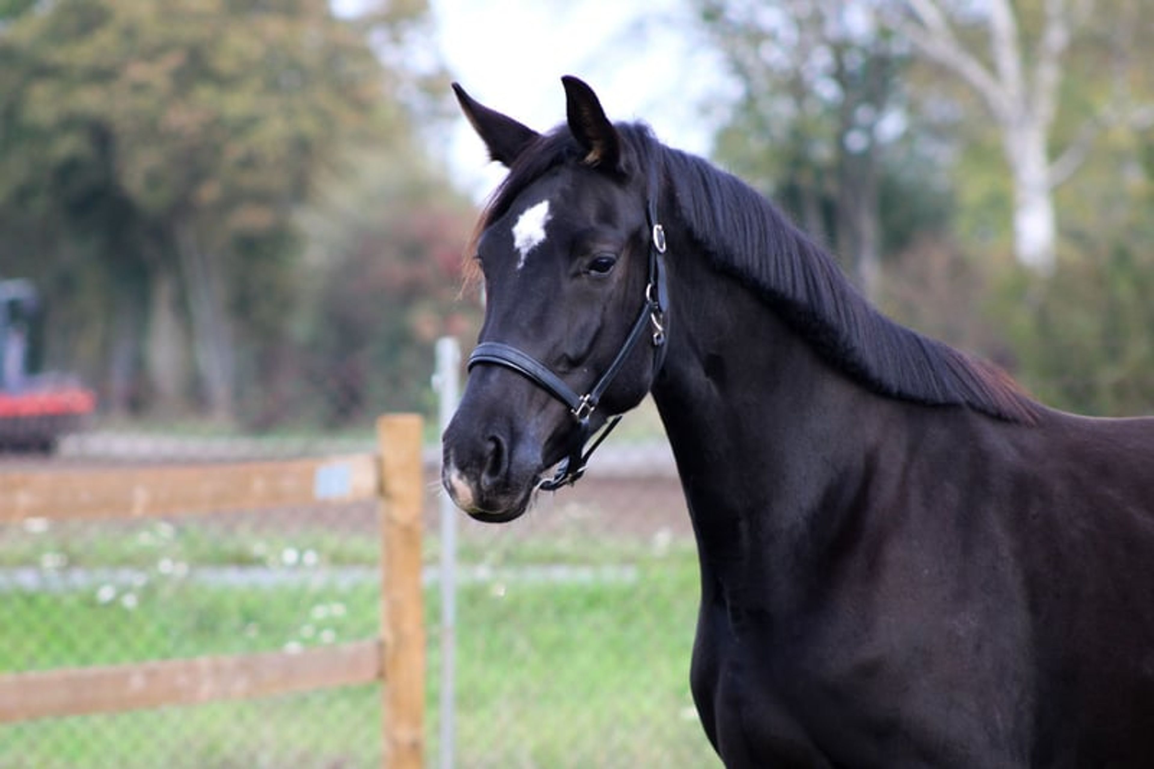Beautiful mare for sport and leisure - Image 7