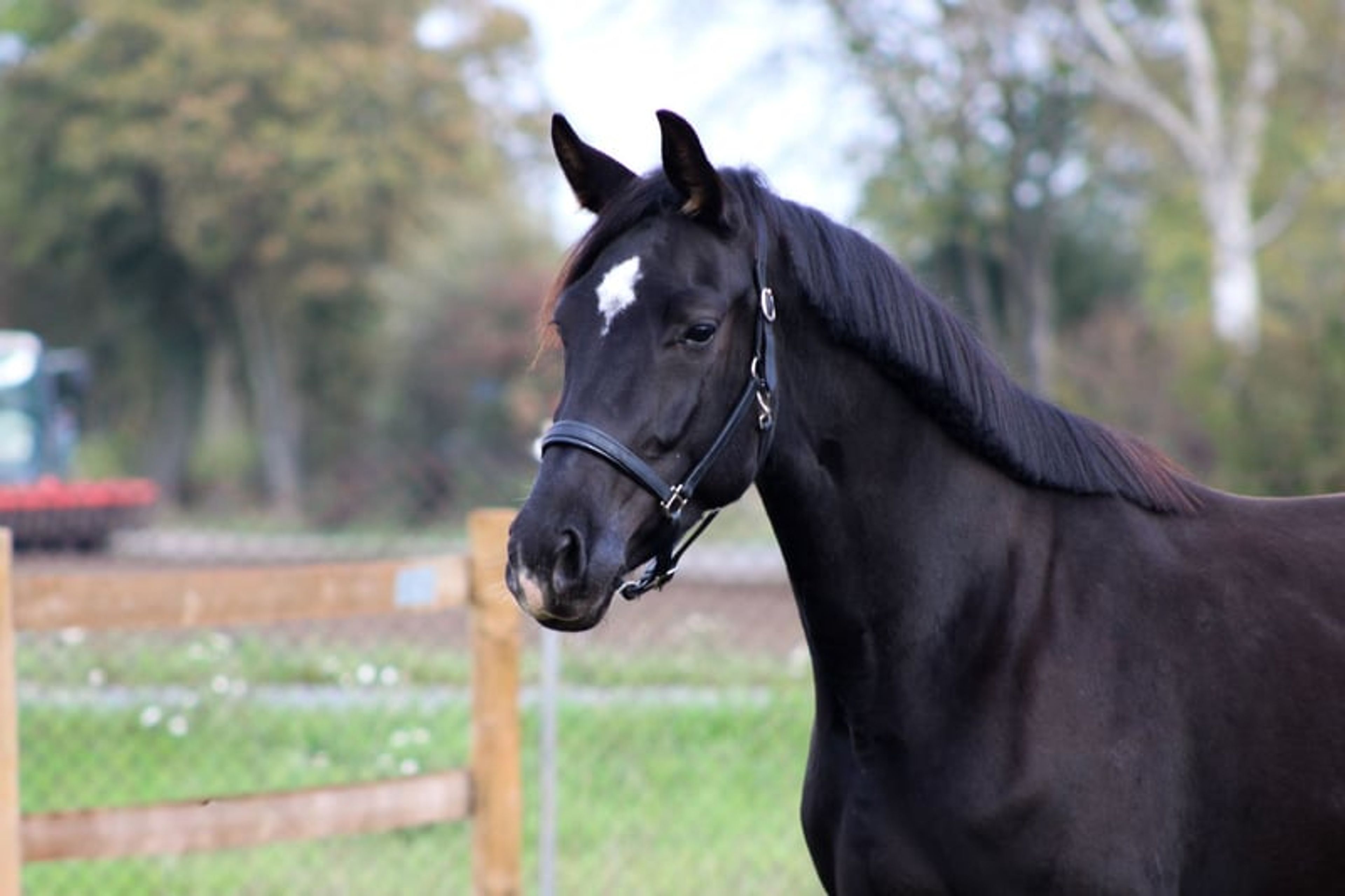 Beautiful mare for sport and leisure - Image 8
