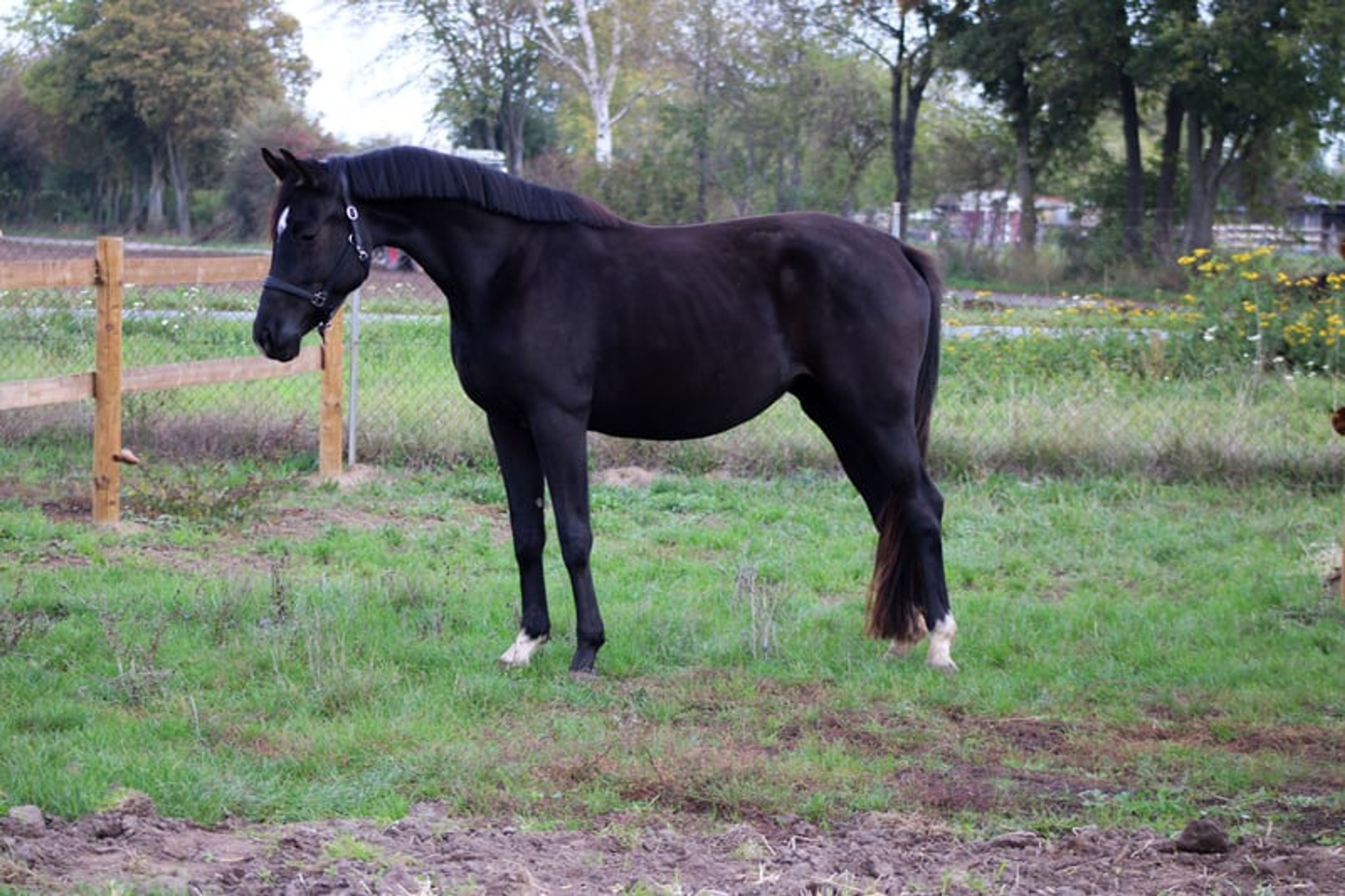 Beautiful mare for sport and leisure - Image 9
