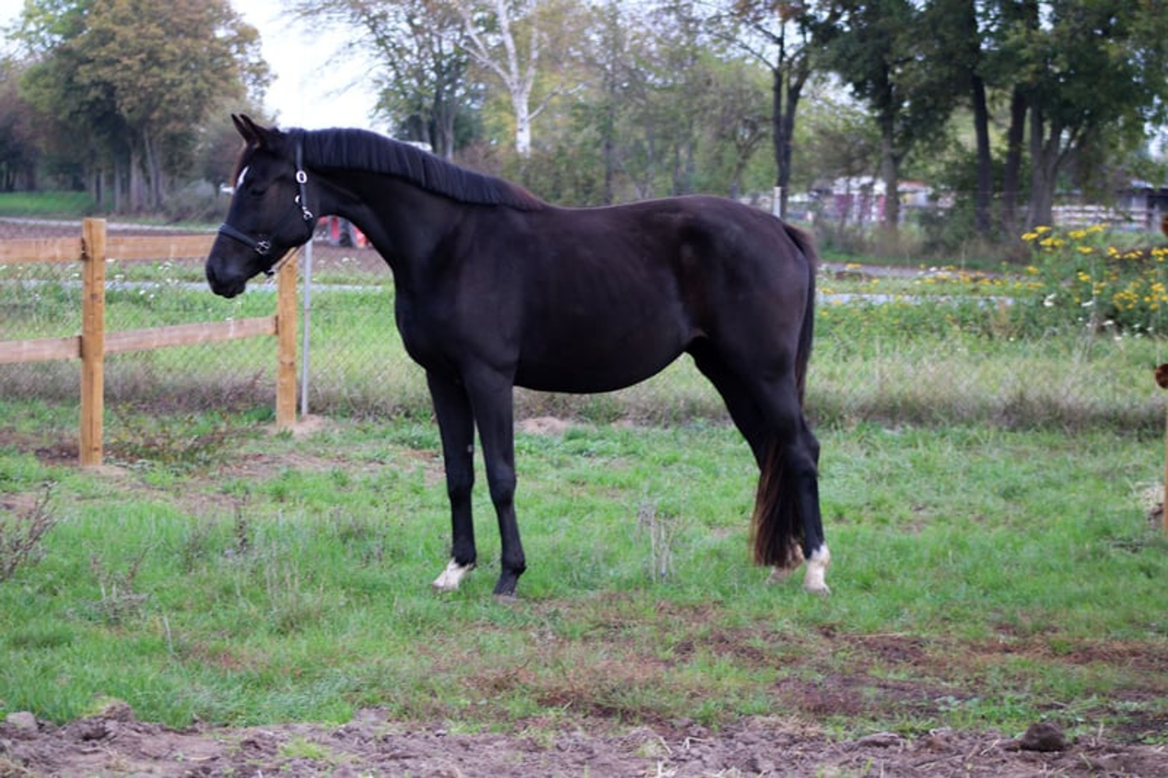 Beautiful mare for sport and leisure - Image 10