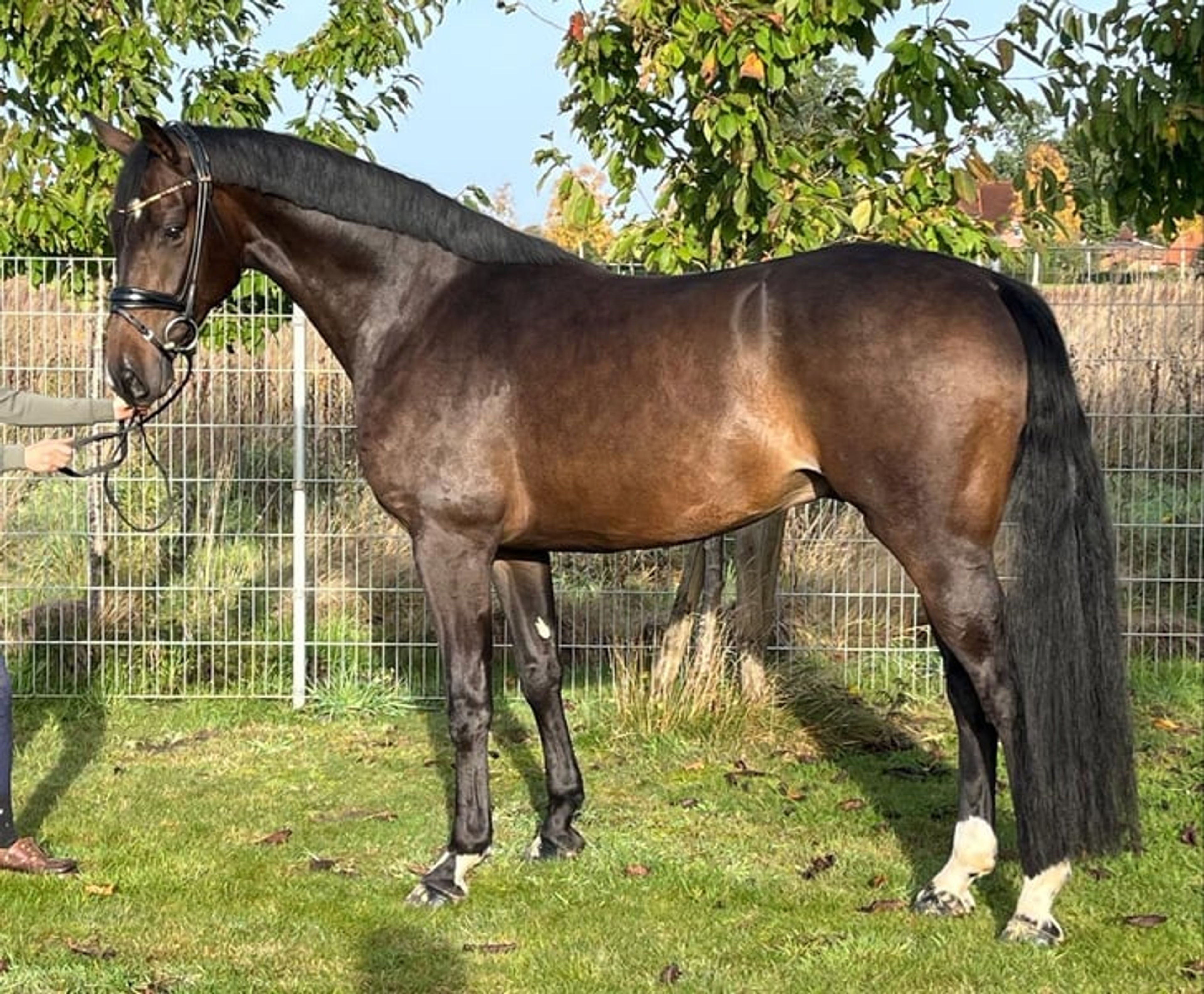 A characterful Vitalis son with excellent temperament