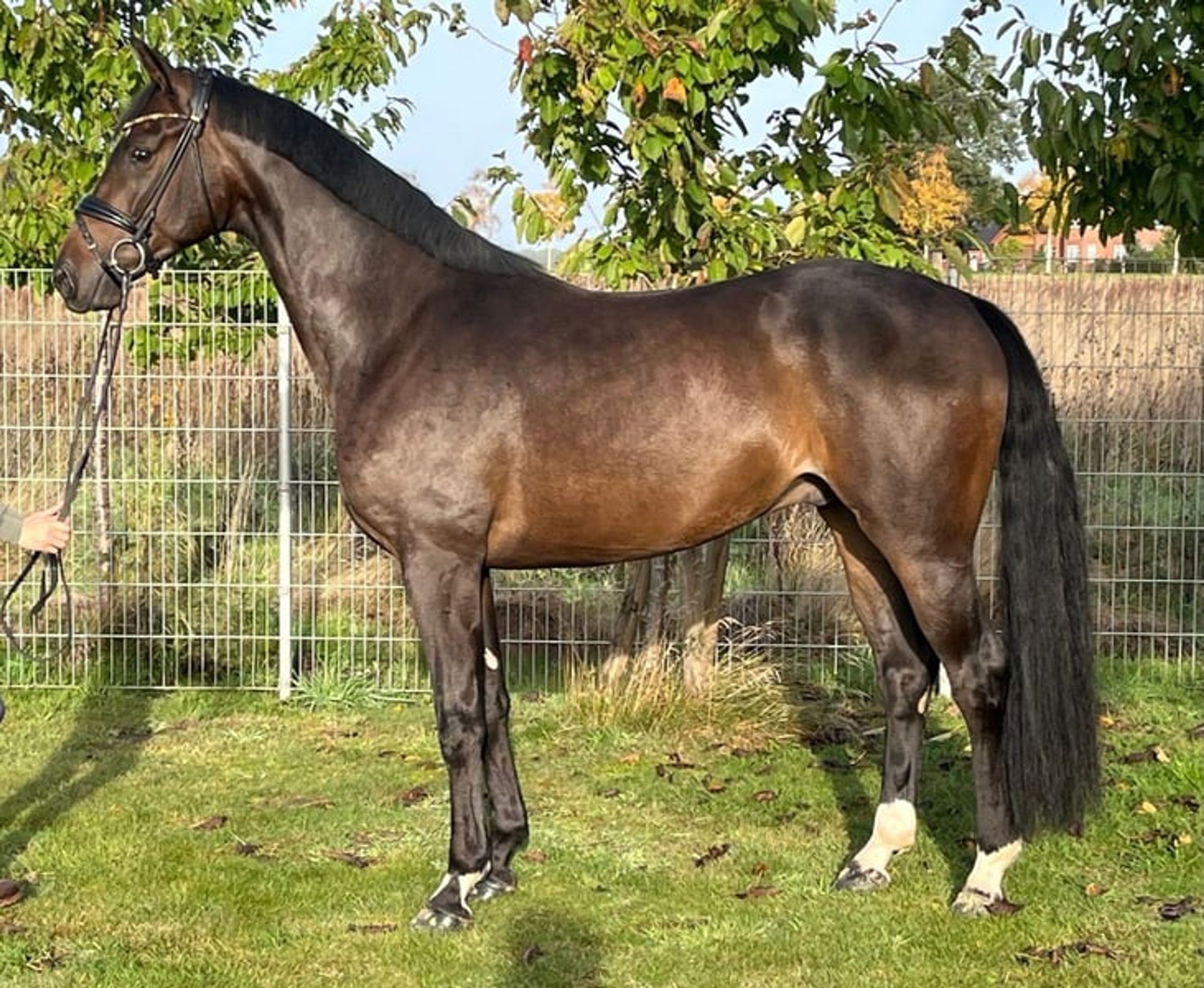 A characterful Vitalis son with excellent temperament - Image 2