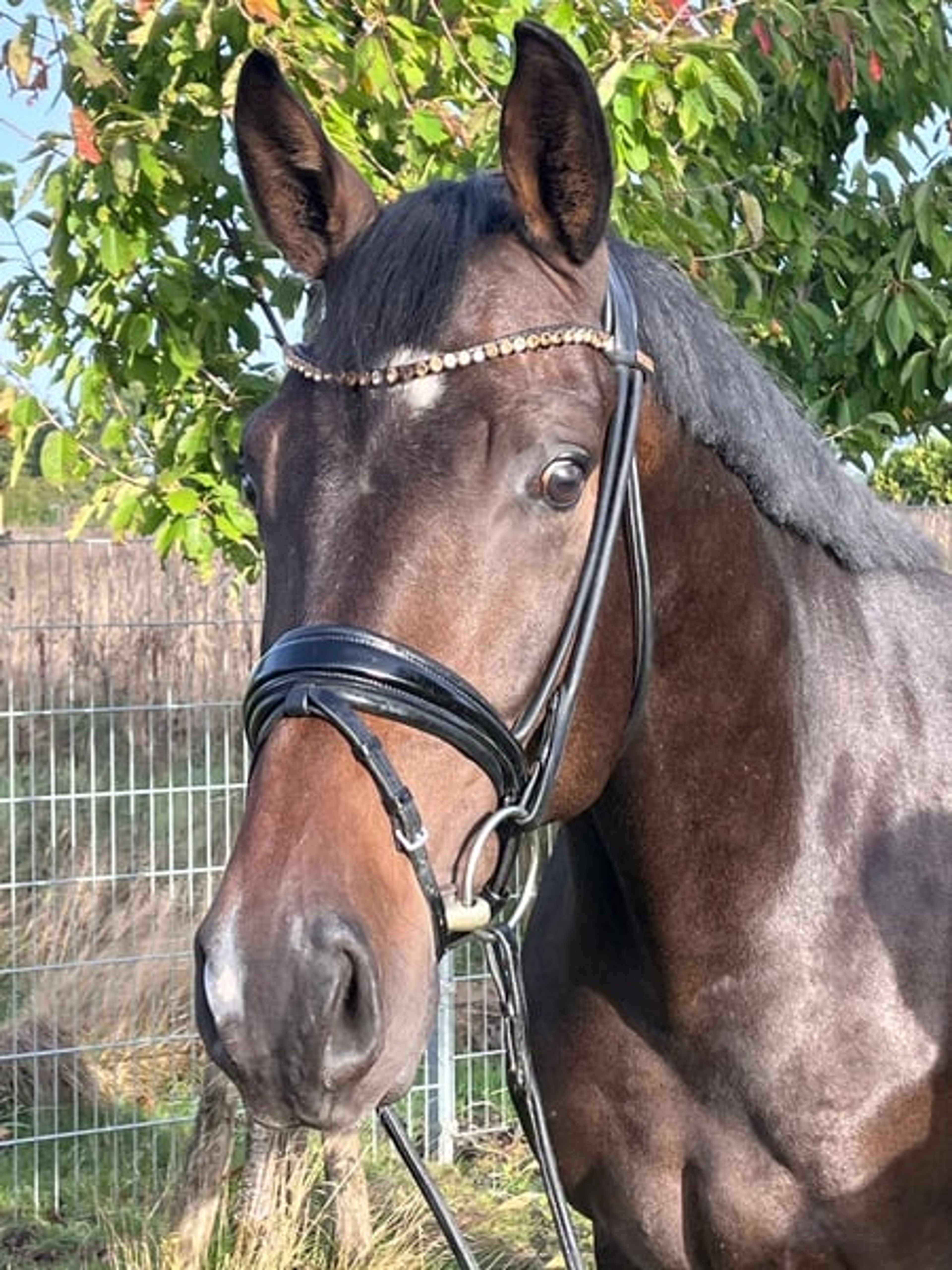 A characterful Vitalis son with excellent temperament - Image 3