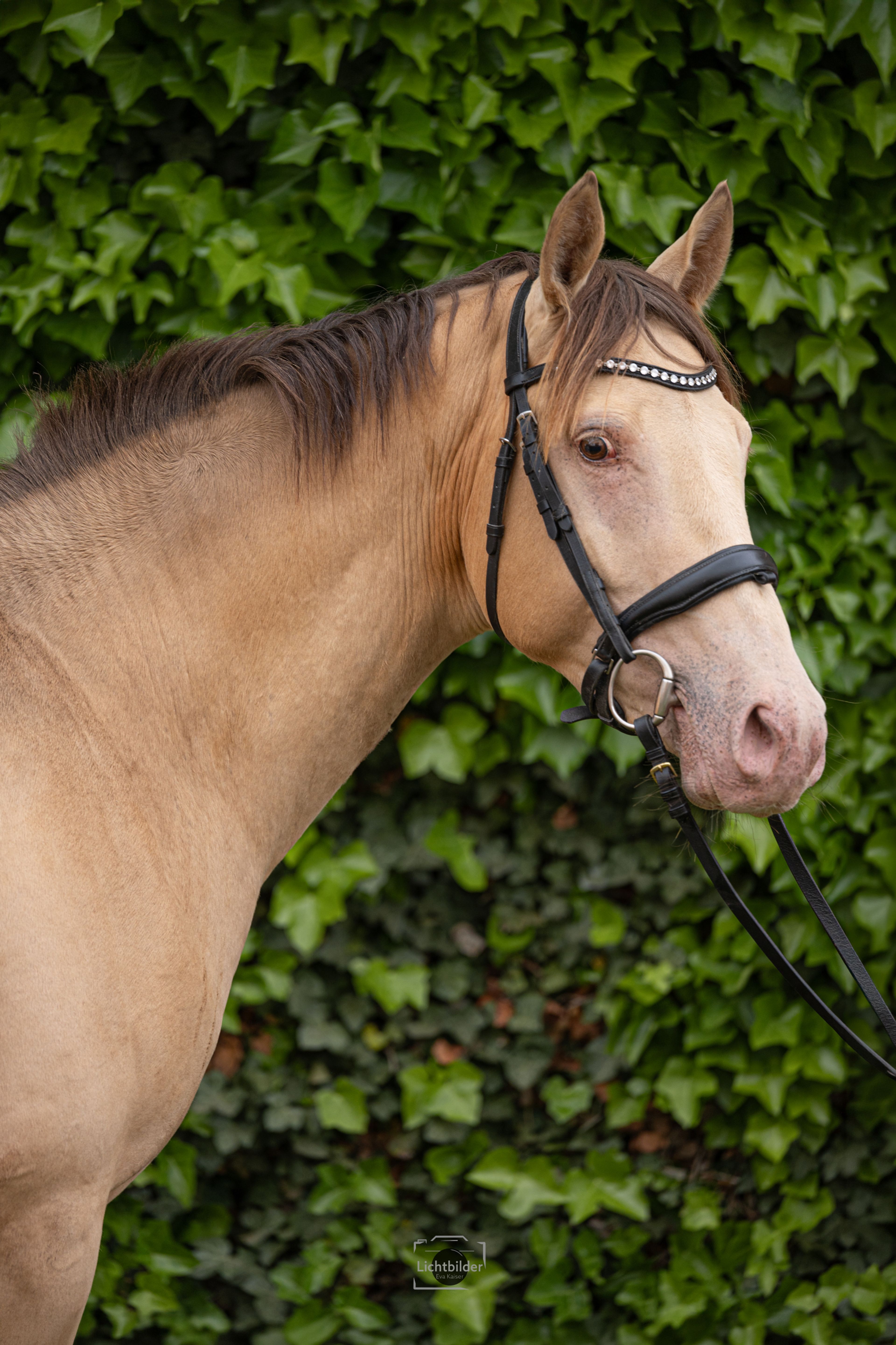 Champagne Hengst - Image 2