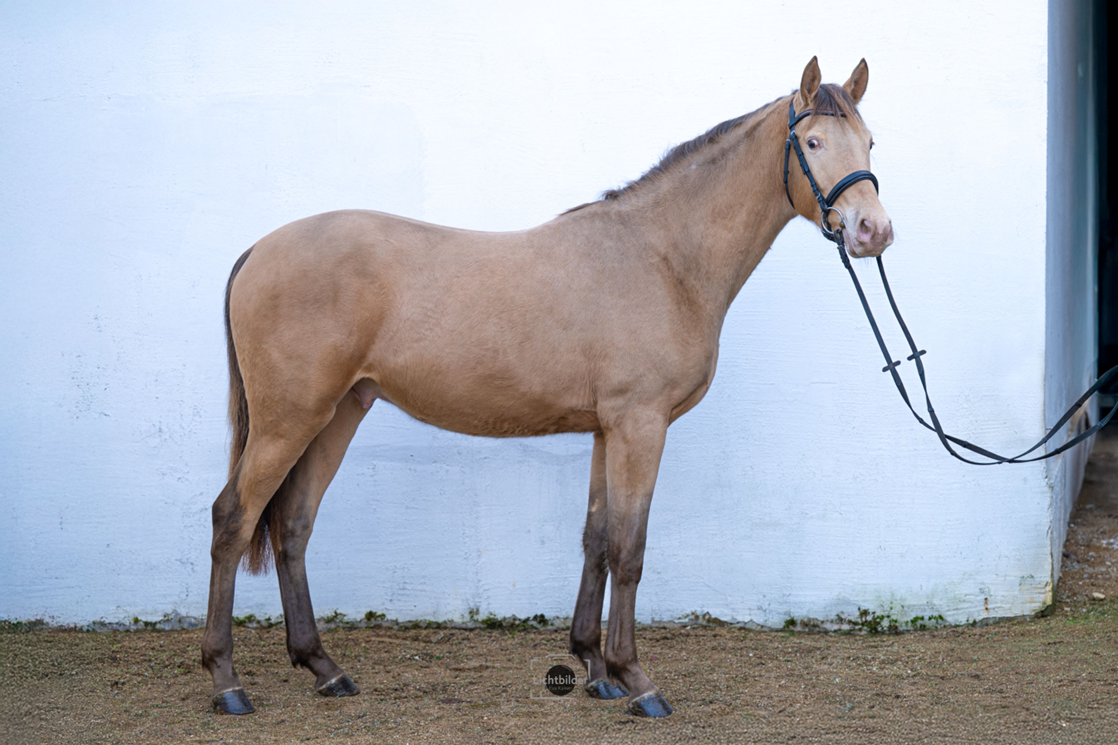 Champagne Hengst - Image 5