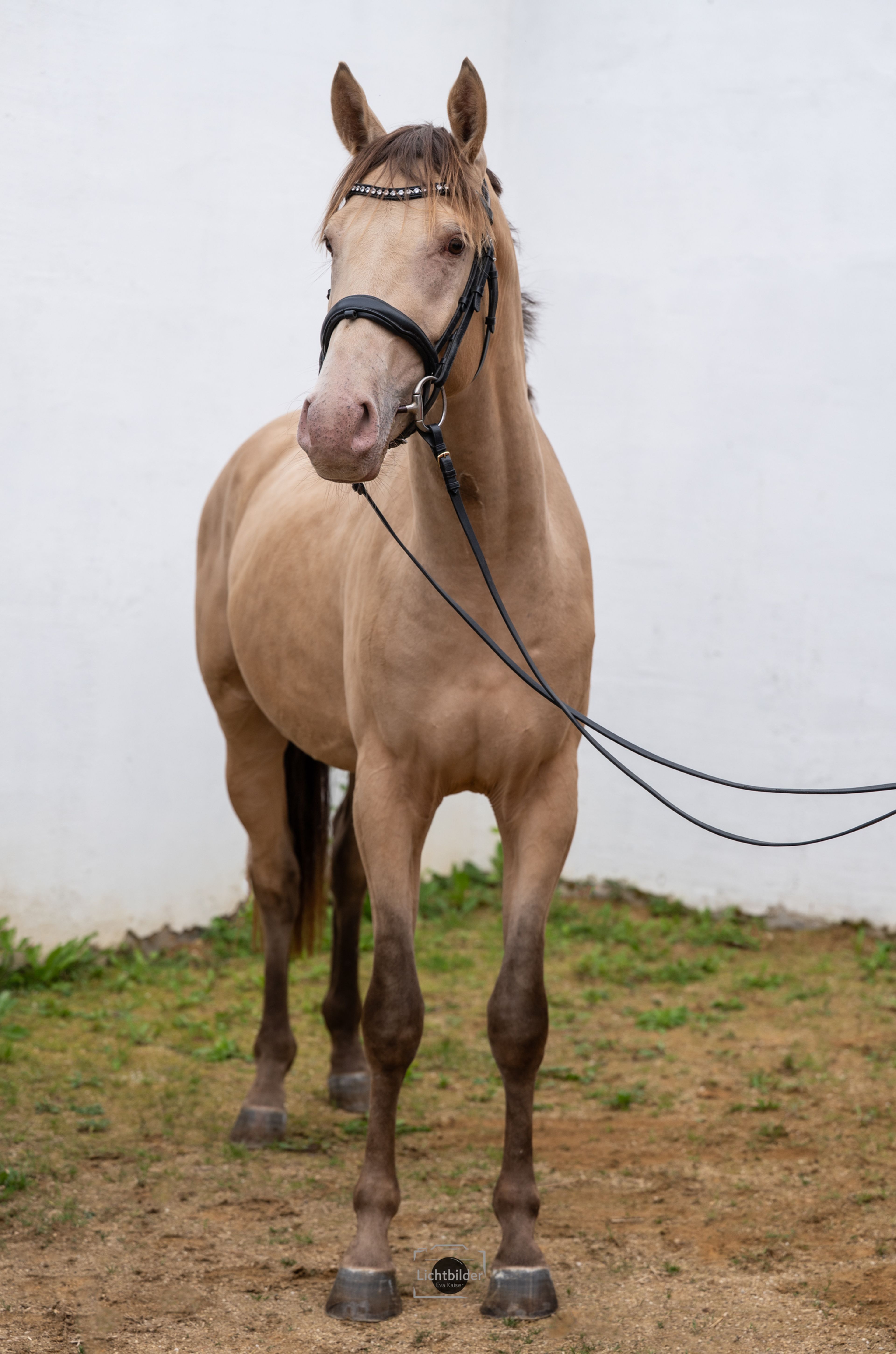 Champagne Hengst - Image 6