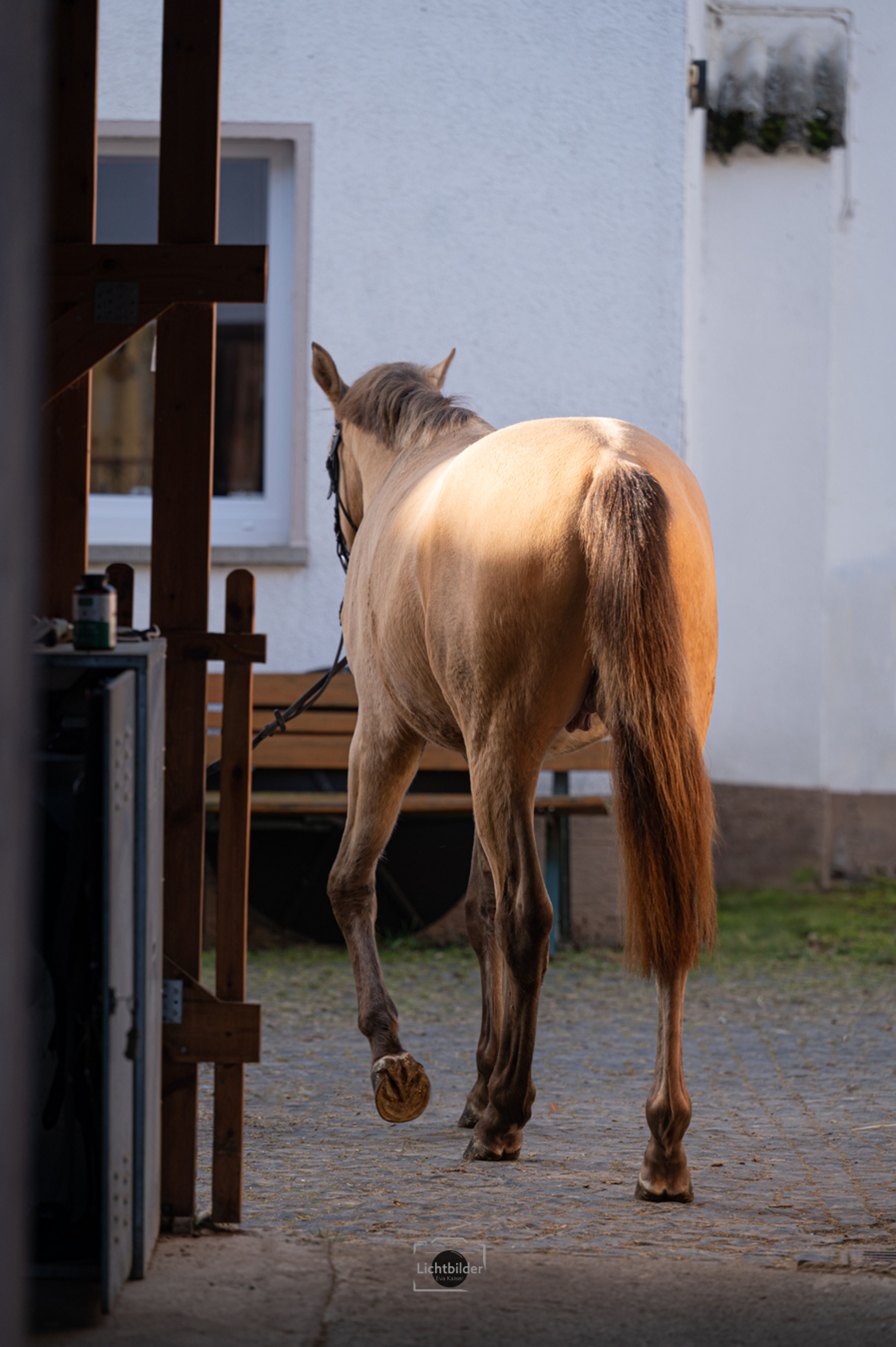 Champagne Hengst - Image 7