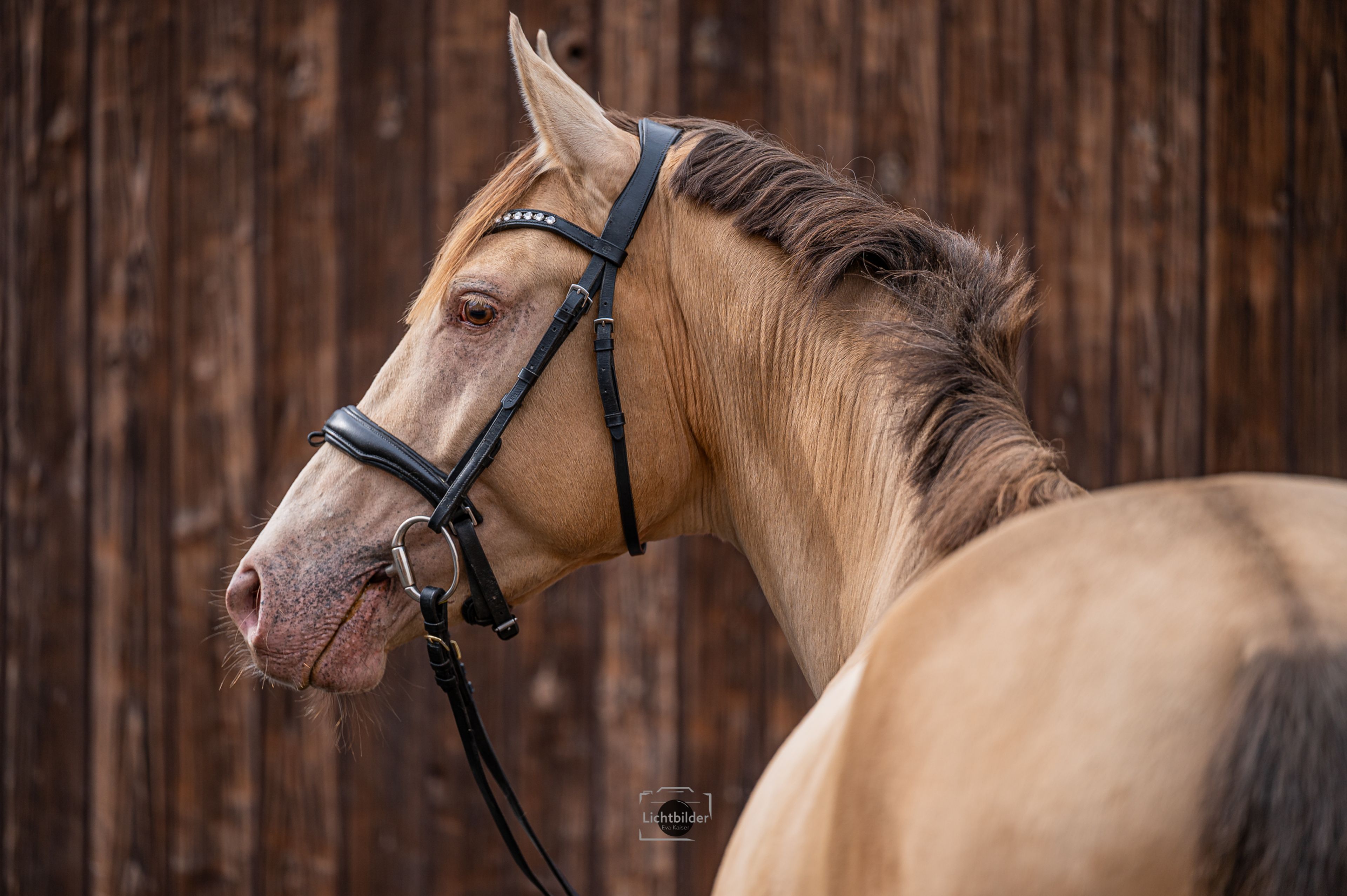 Champagne Hengst - Image 8