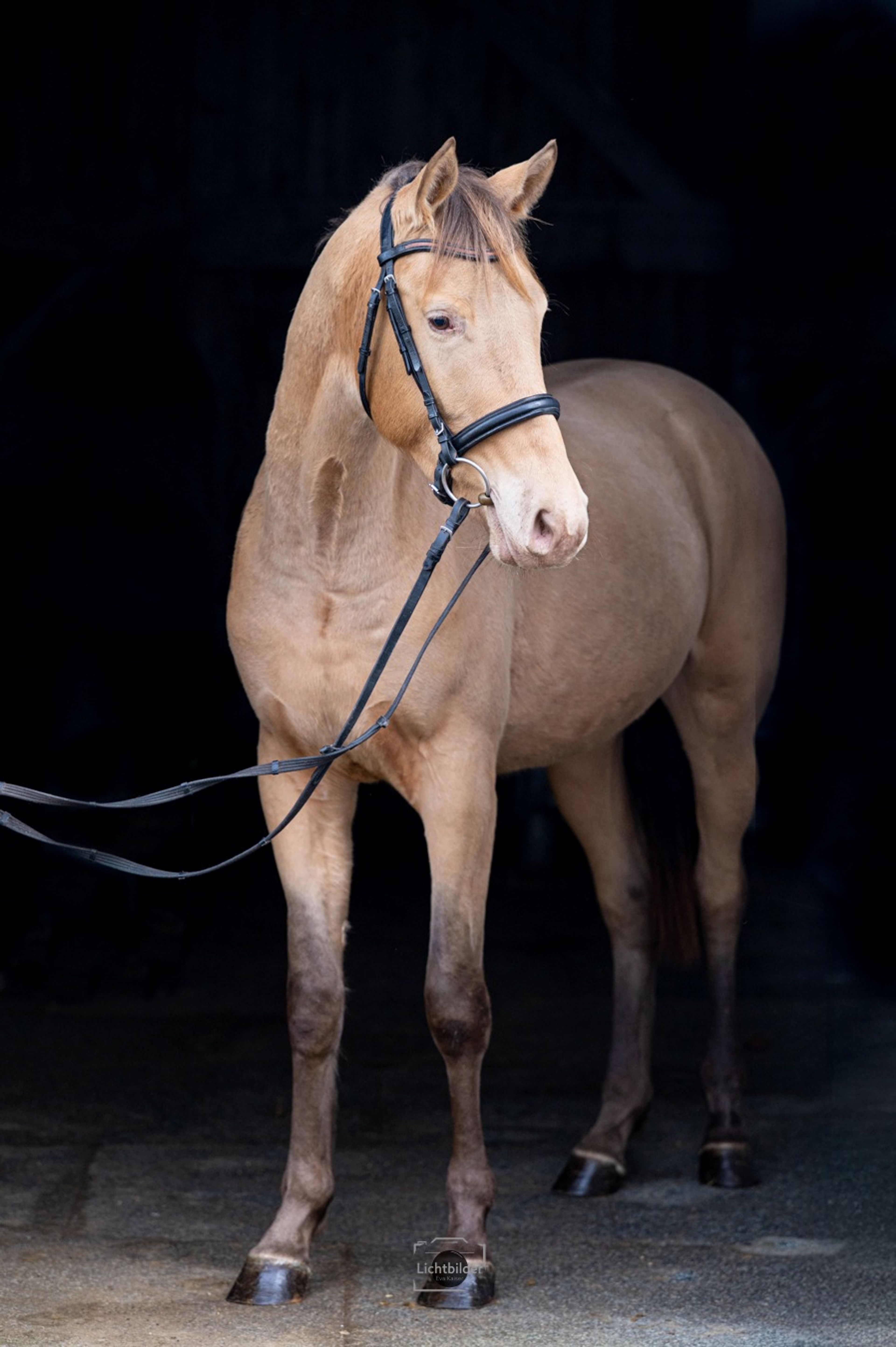 Champagne Hengst - Image 9