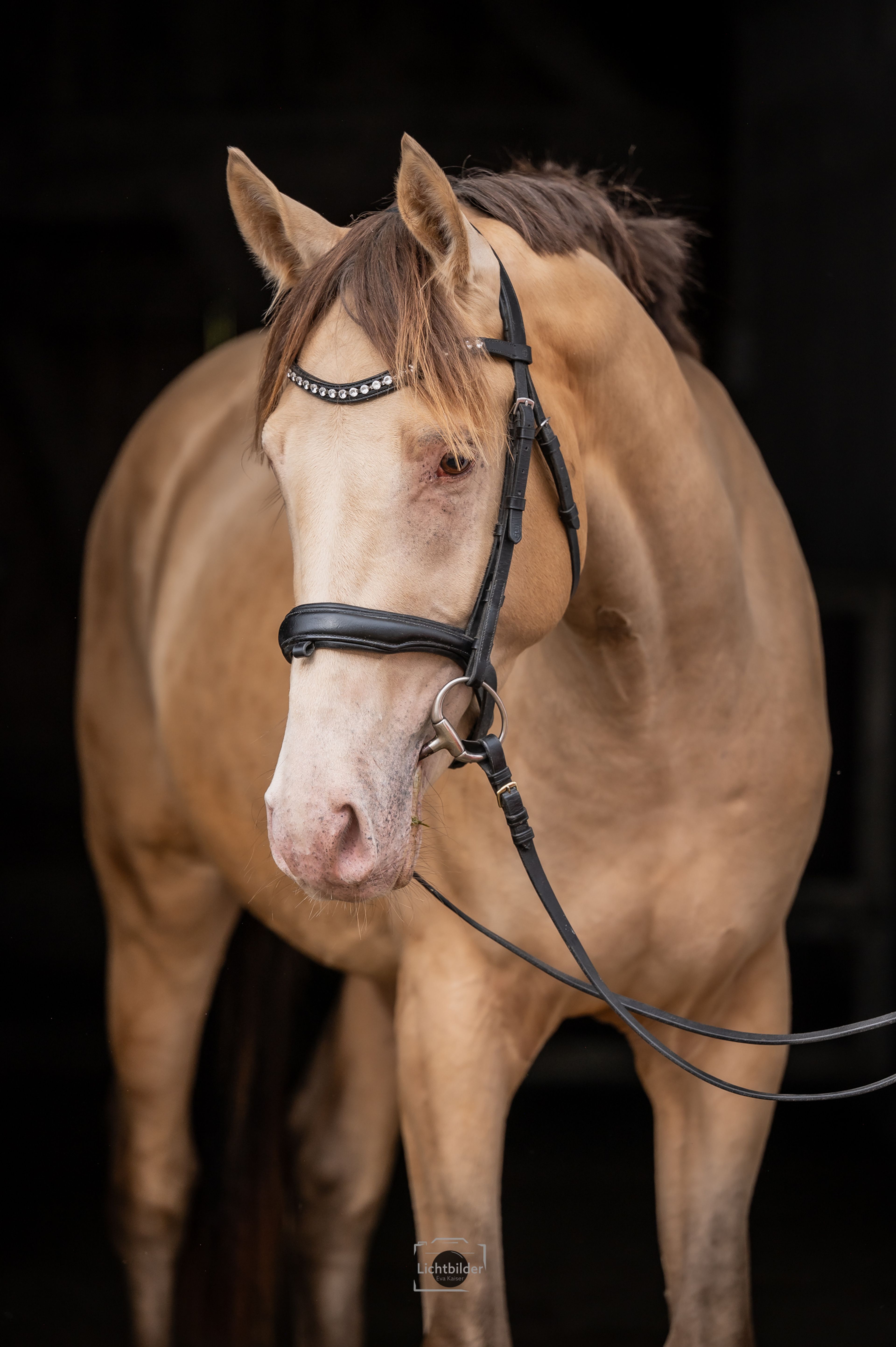 Champagne Hengst - Image 10