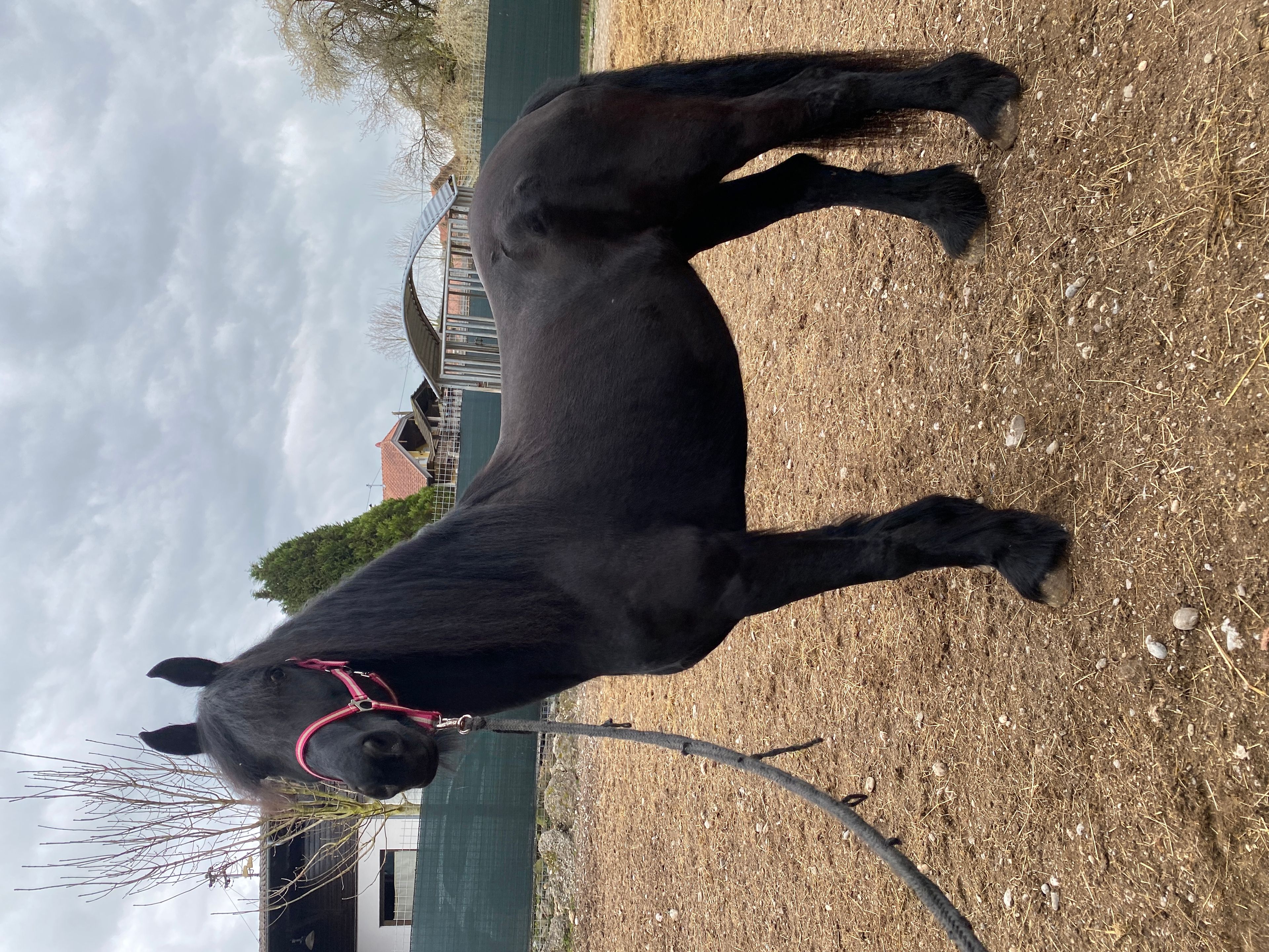 Dark Janina - Image 1