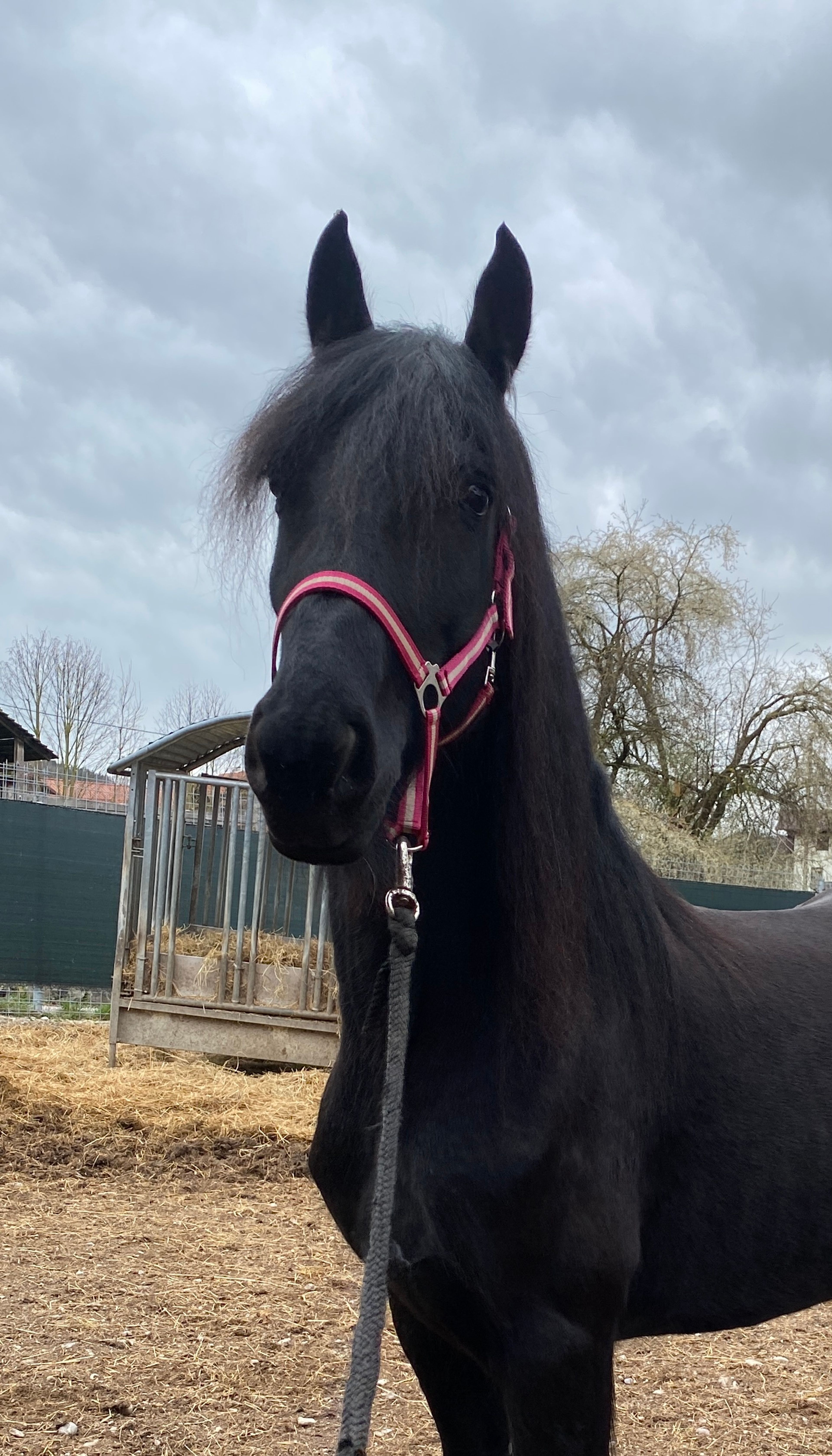 Dark Janina - Image 2