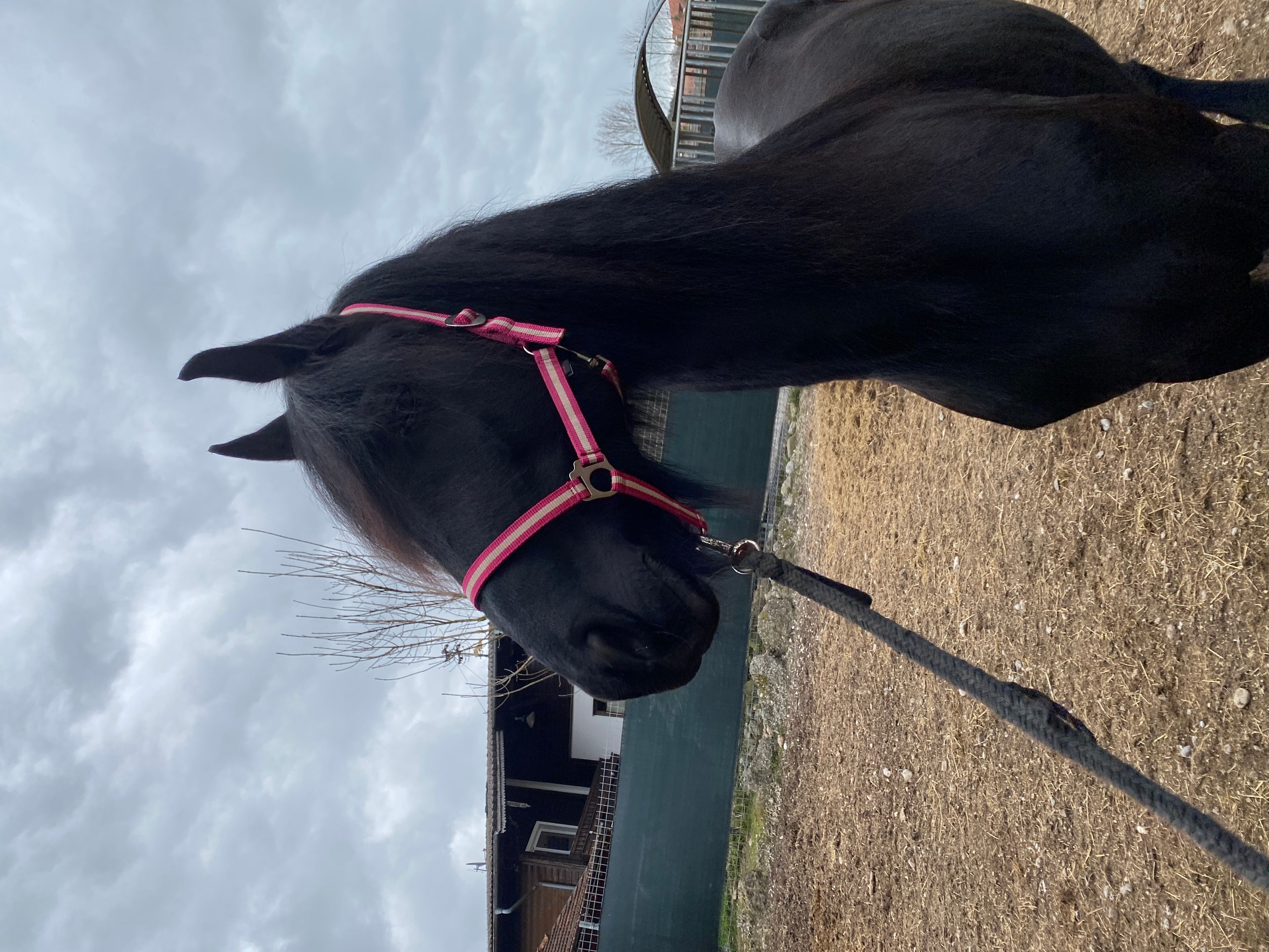 Dark Janina - Image 3