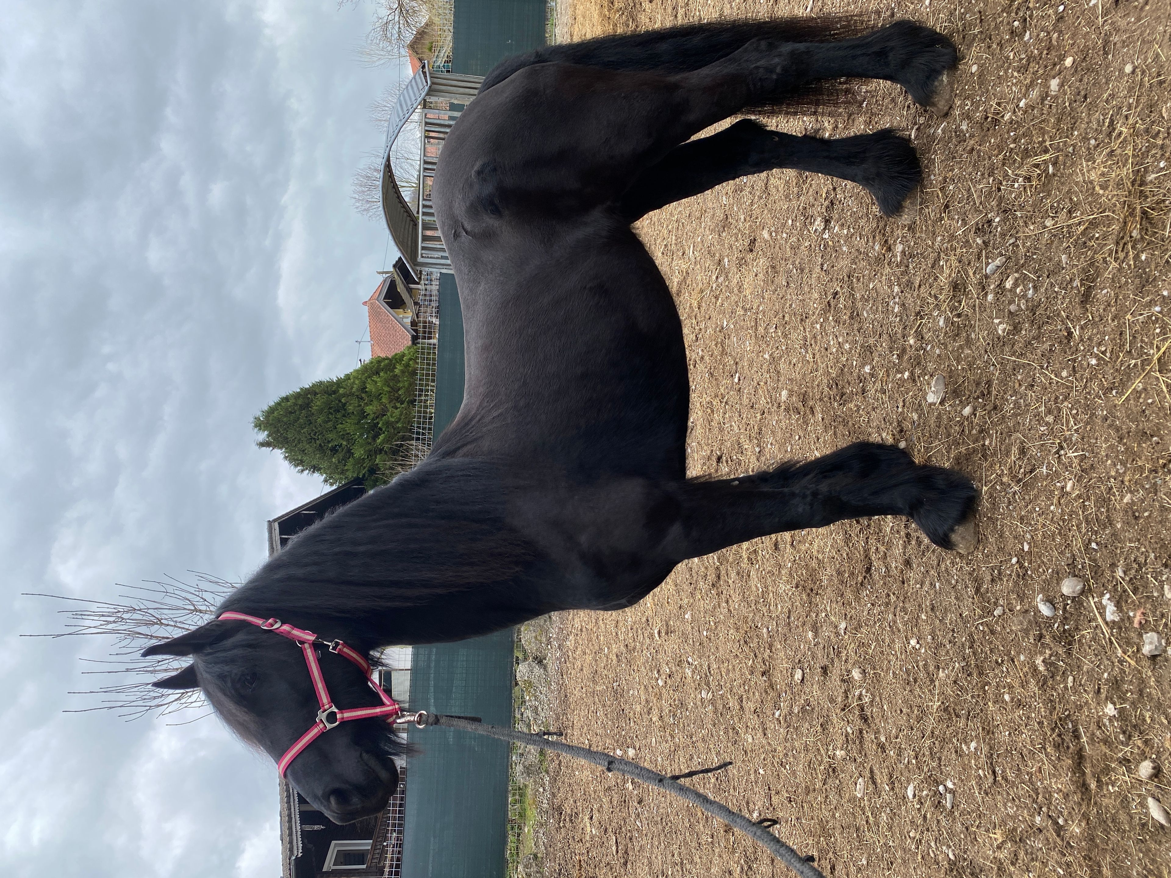 Dark Janina - Image 4