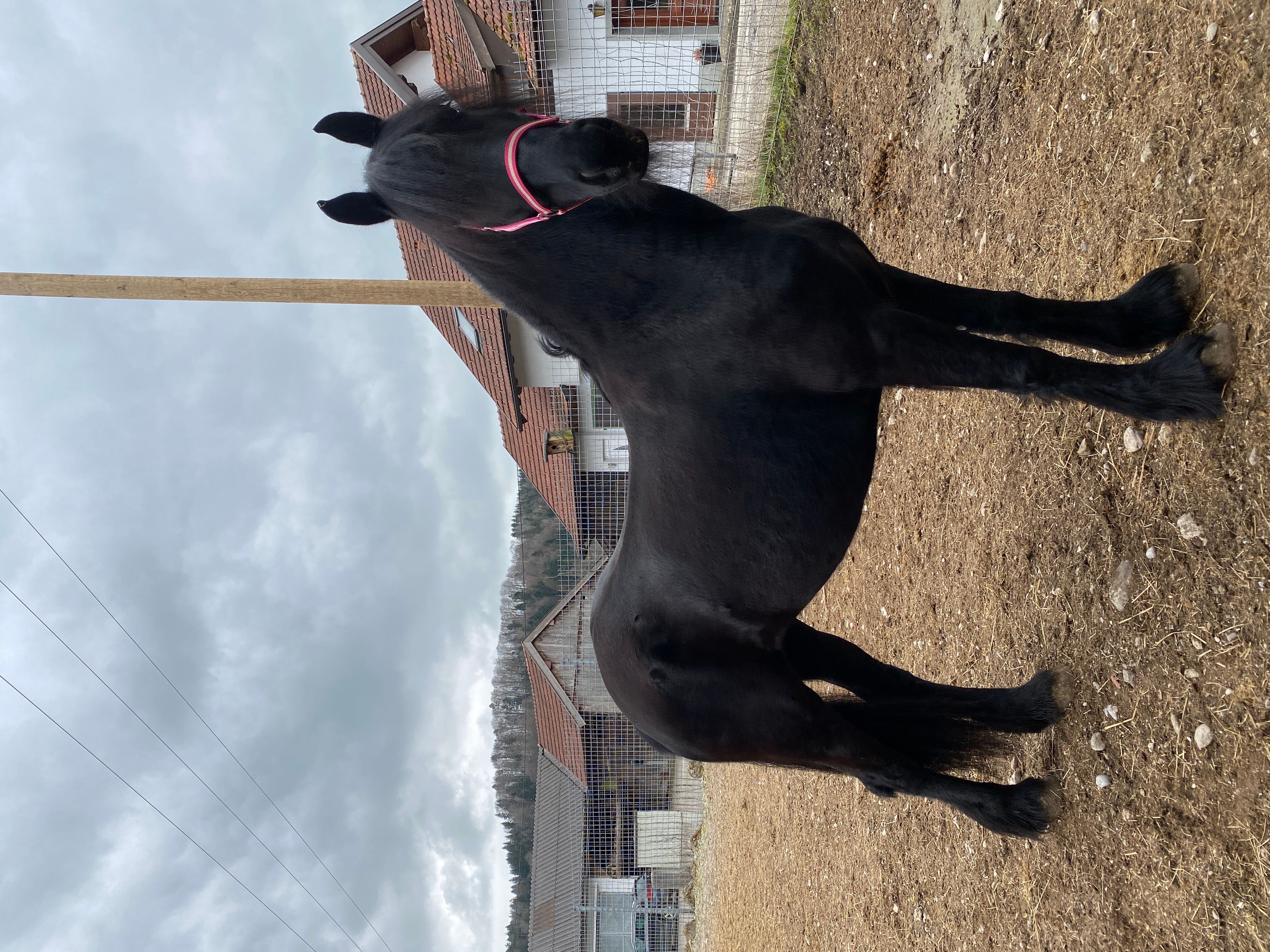 Dark Janina - Image 5