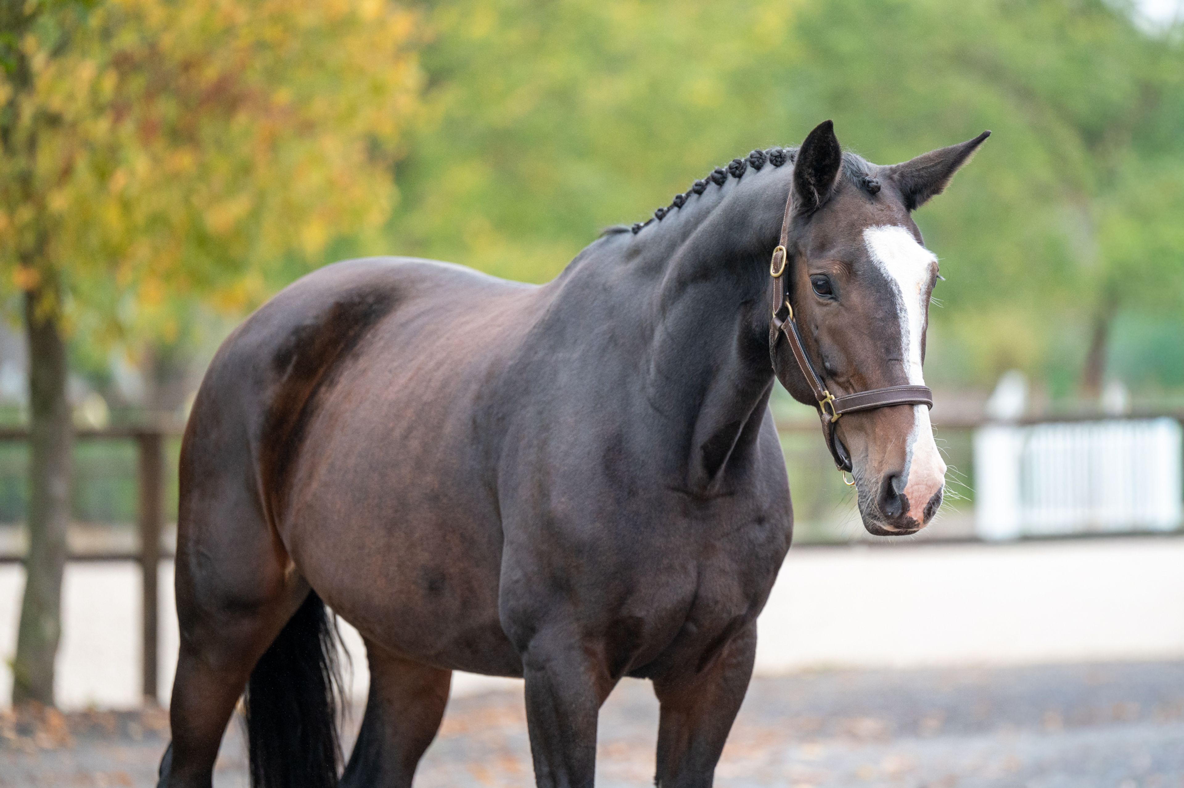 Pilniria Z (PILGRIM x BURGRAAF) - Image 1