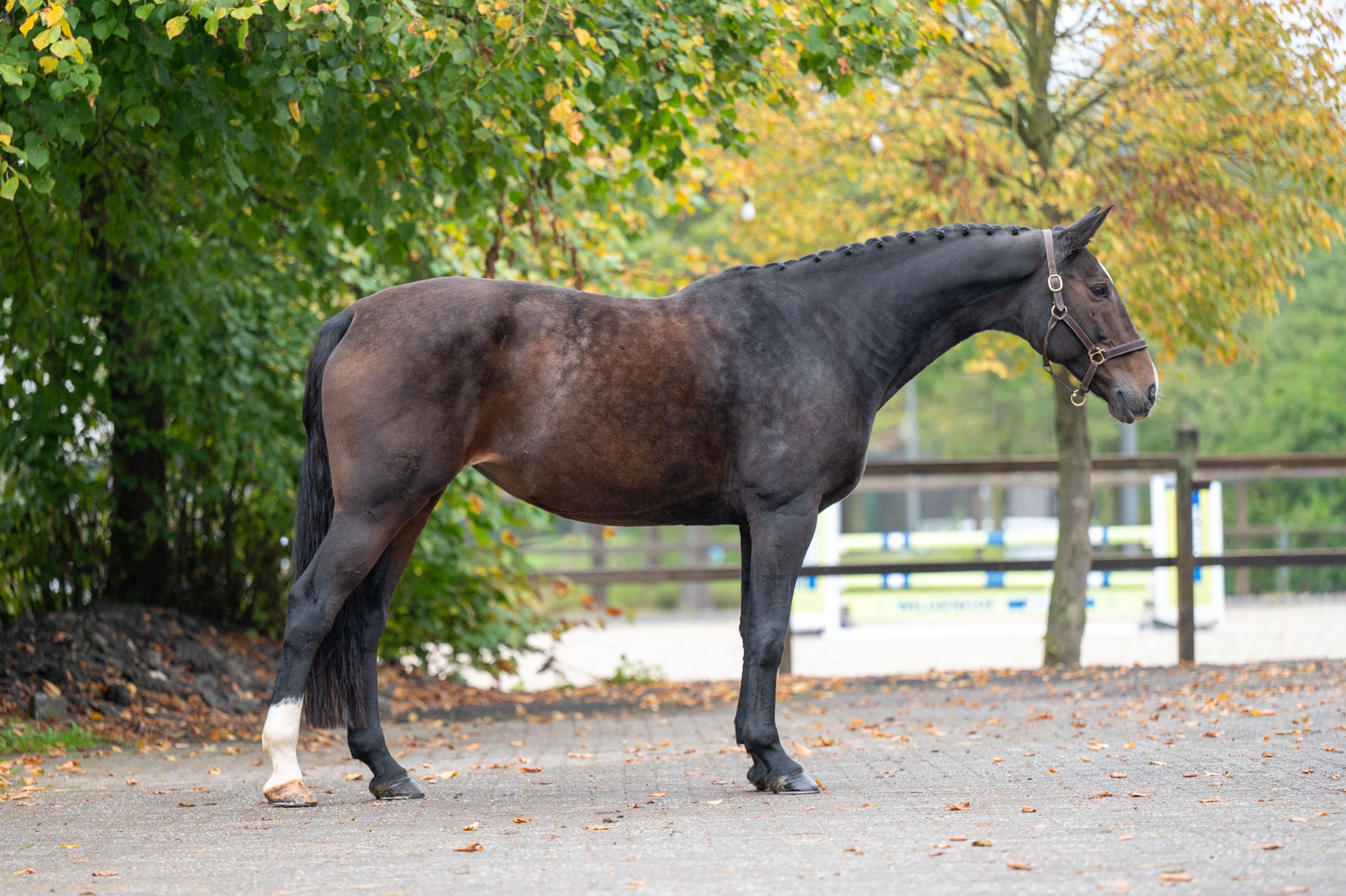 Pilniria Z (PILGRIM x BURGRAAF) - Image 2