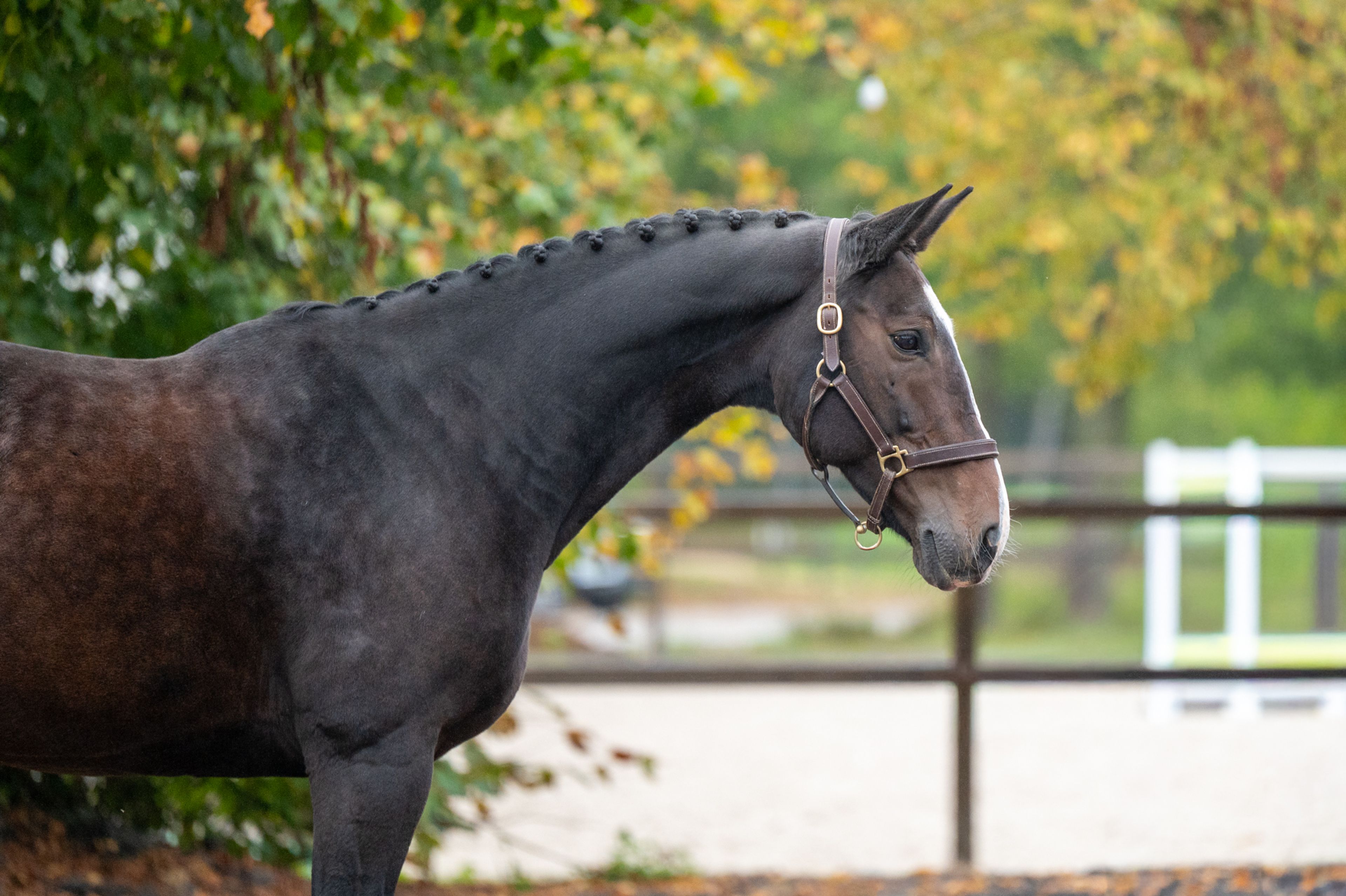 Pilniria Z (PILGRIM x BURGRAAF) - Image 4