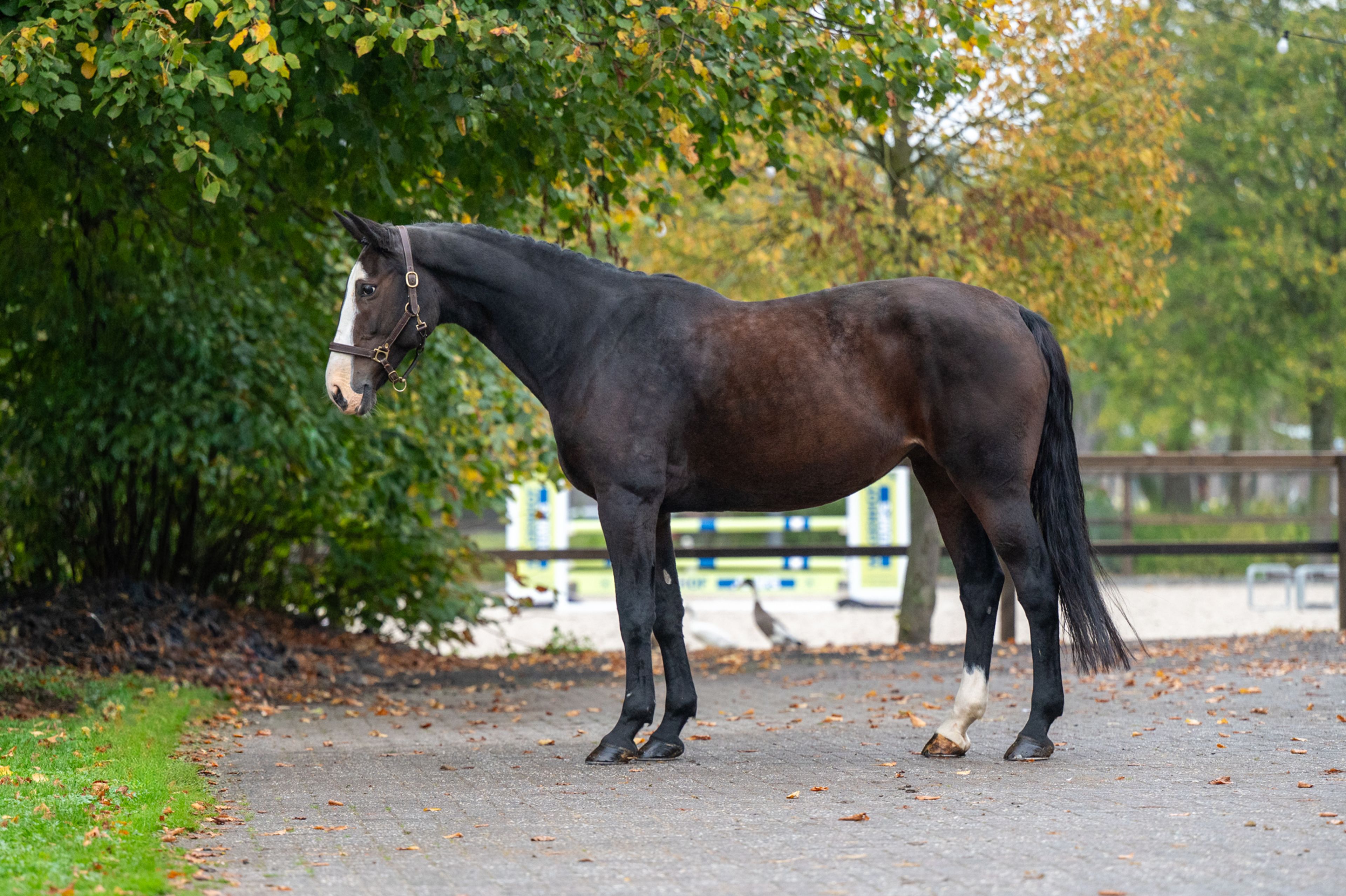Pilniria Z (PILGRIM x BURGRAAF) - Image 5