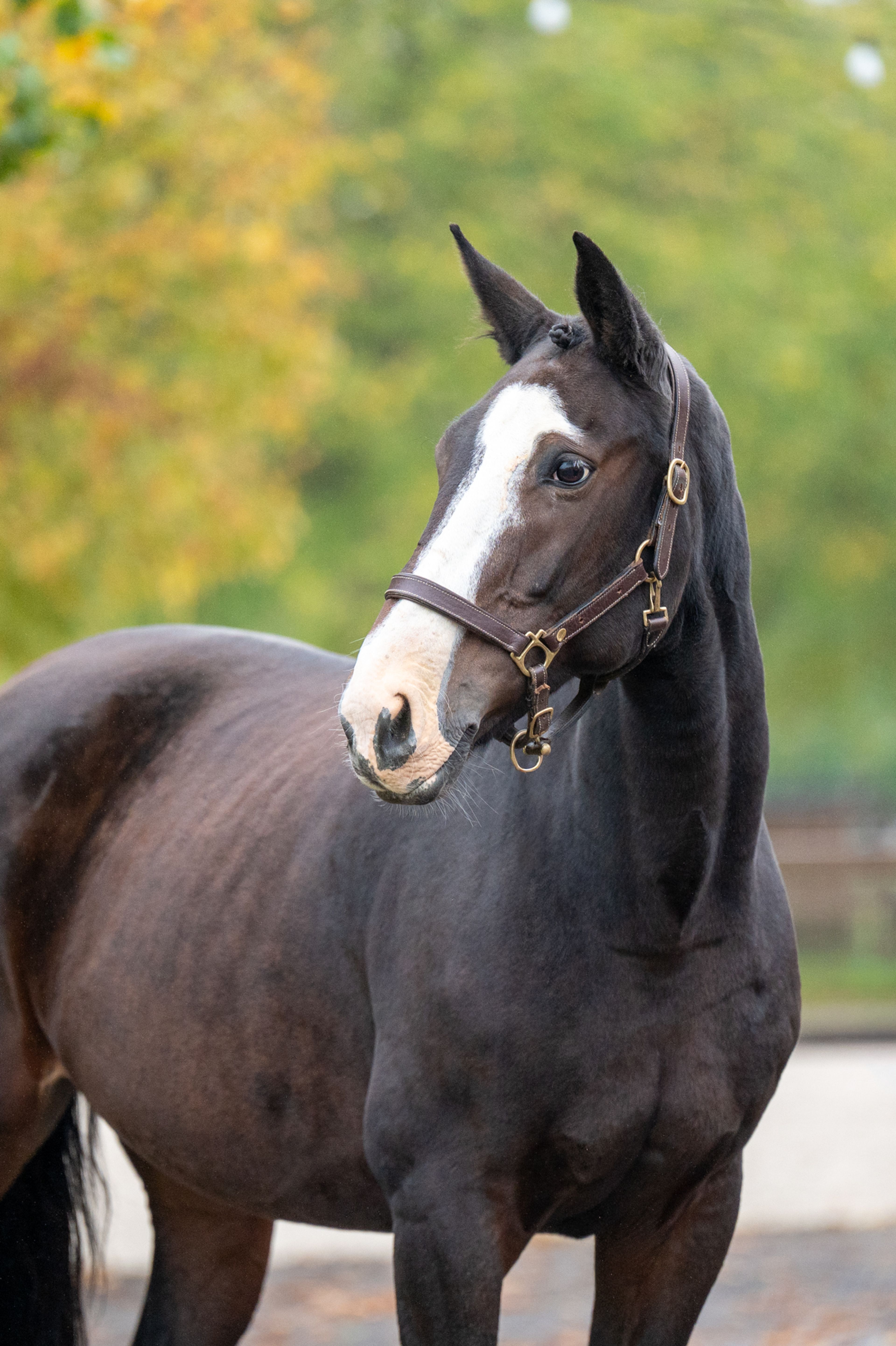 Pilniria Z (PILGRIM x BURGRAAF) - Image 6