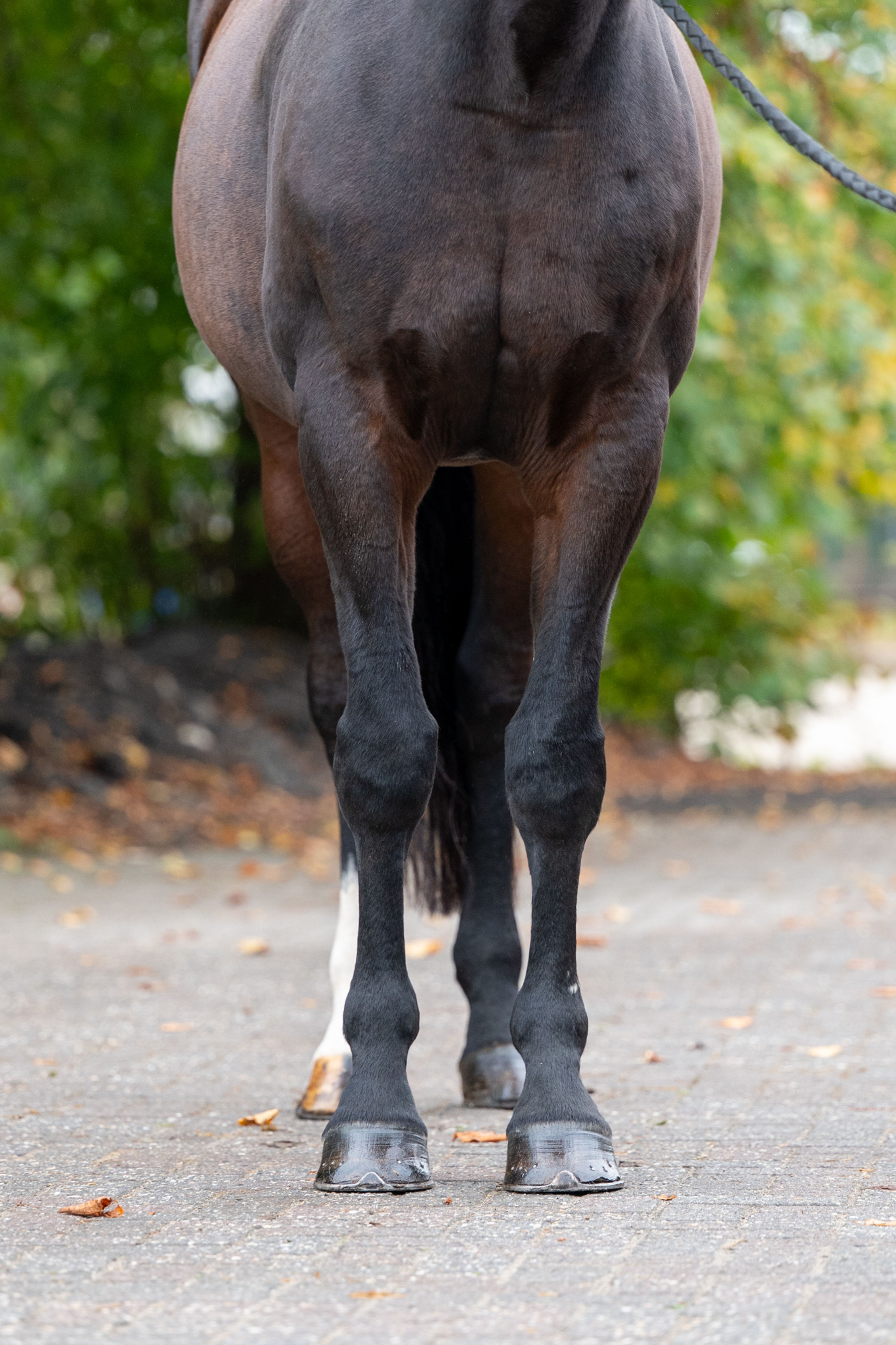 Pilniria Z (PILGRIM x BURGRAAF) - Image 7