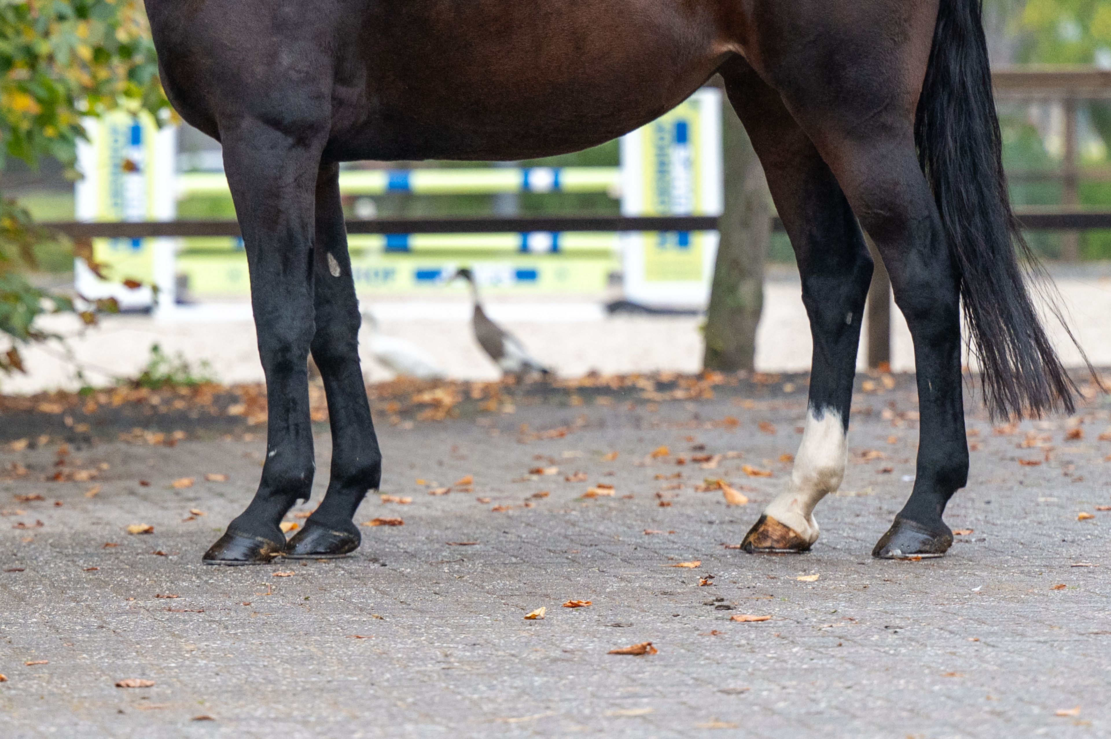 Pilniria Z (PILGRIM x BURGRAAF) - Image 8