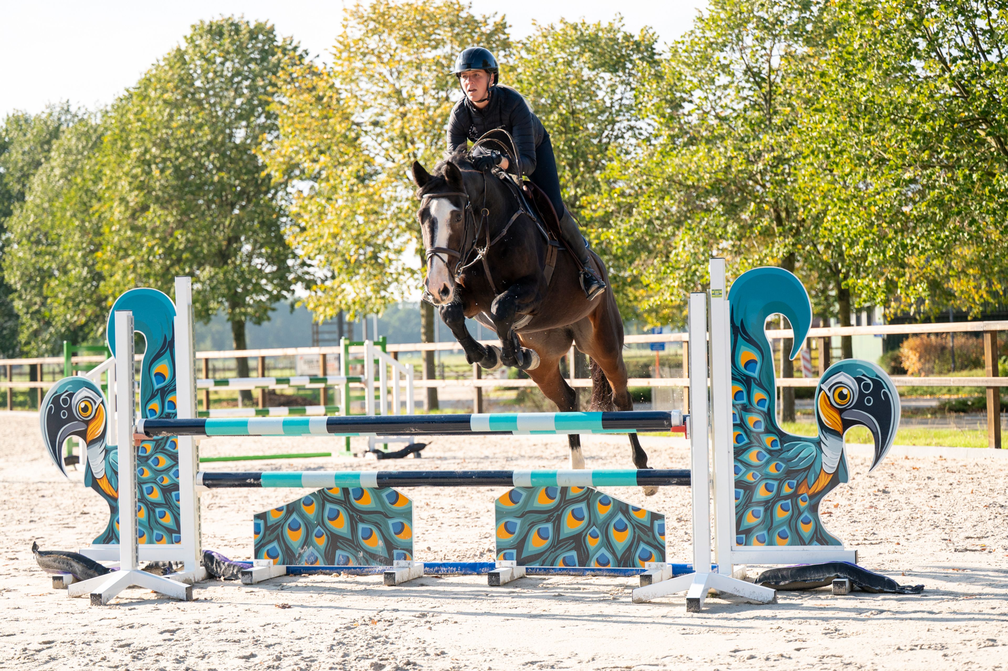 Pilniria Z (PILGRIM x BURGRAAF) - Image 1