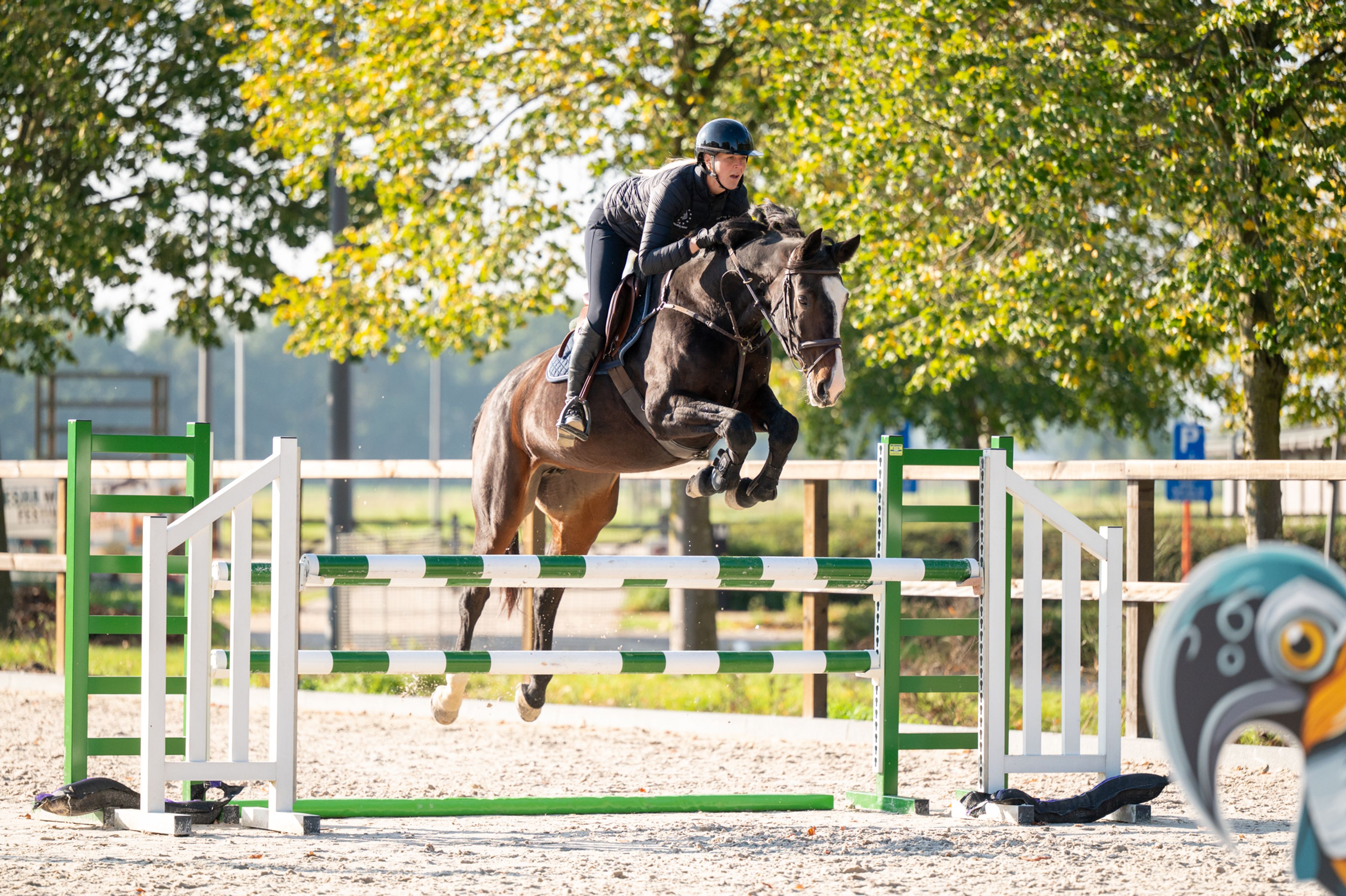 Pilniria Z (PILGRIM x BURGRAAF) - Image 3