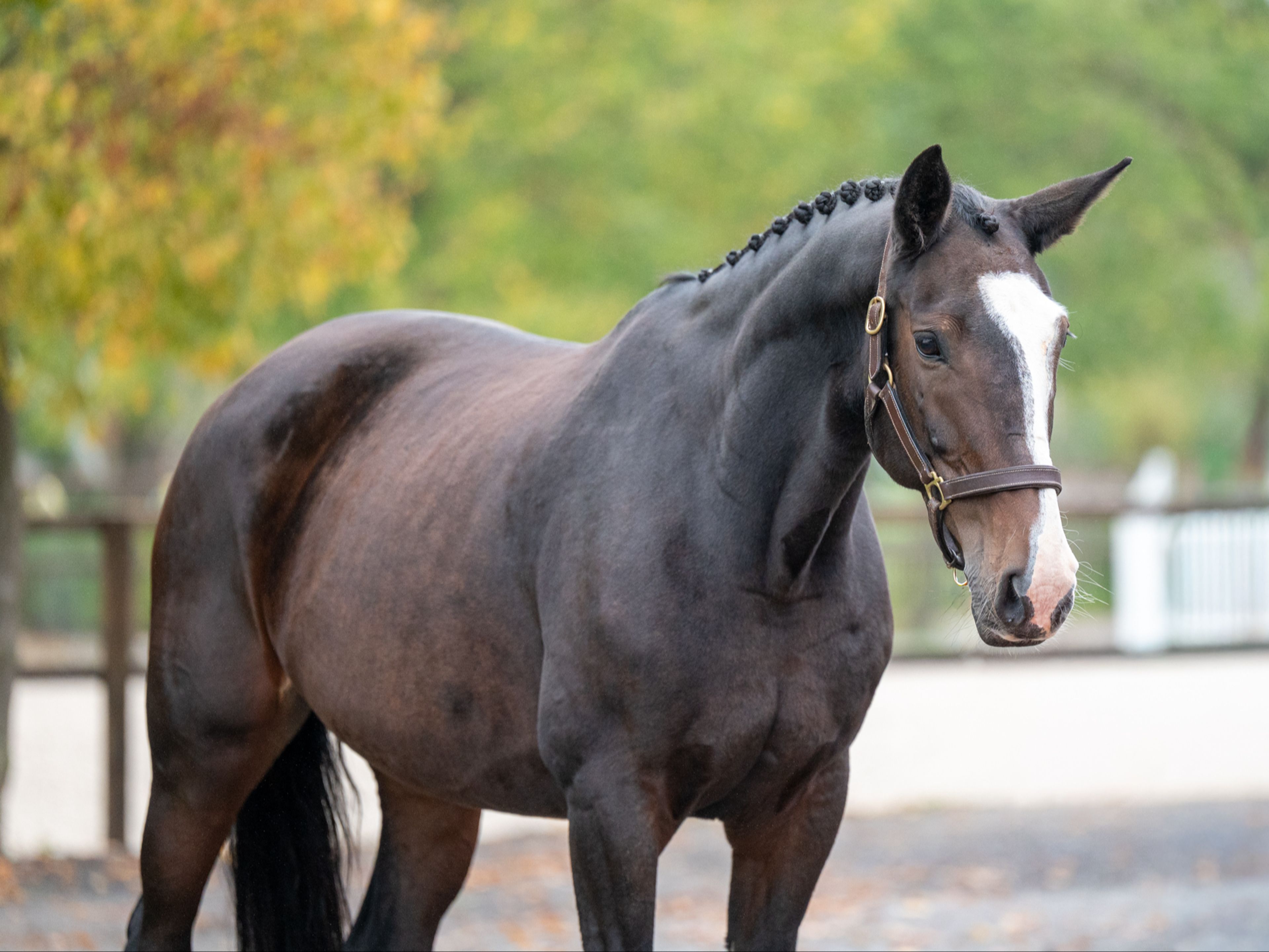 Pilniria Z (PILGRIM x BURGRAAF) - Image 6