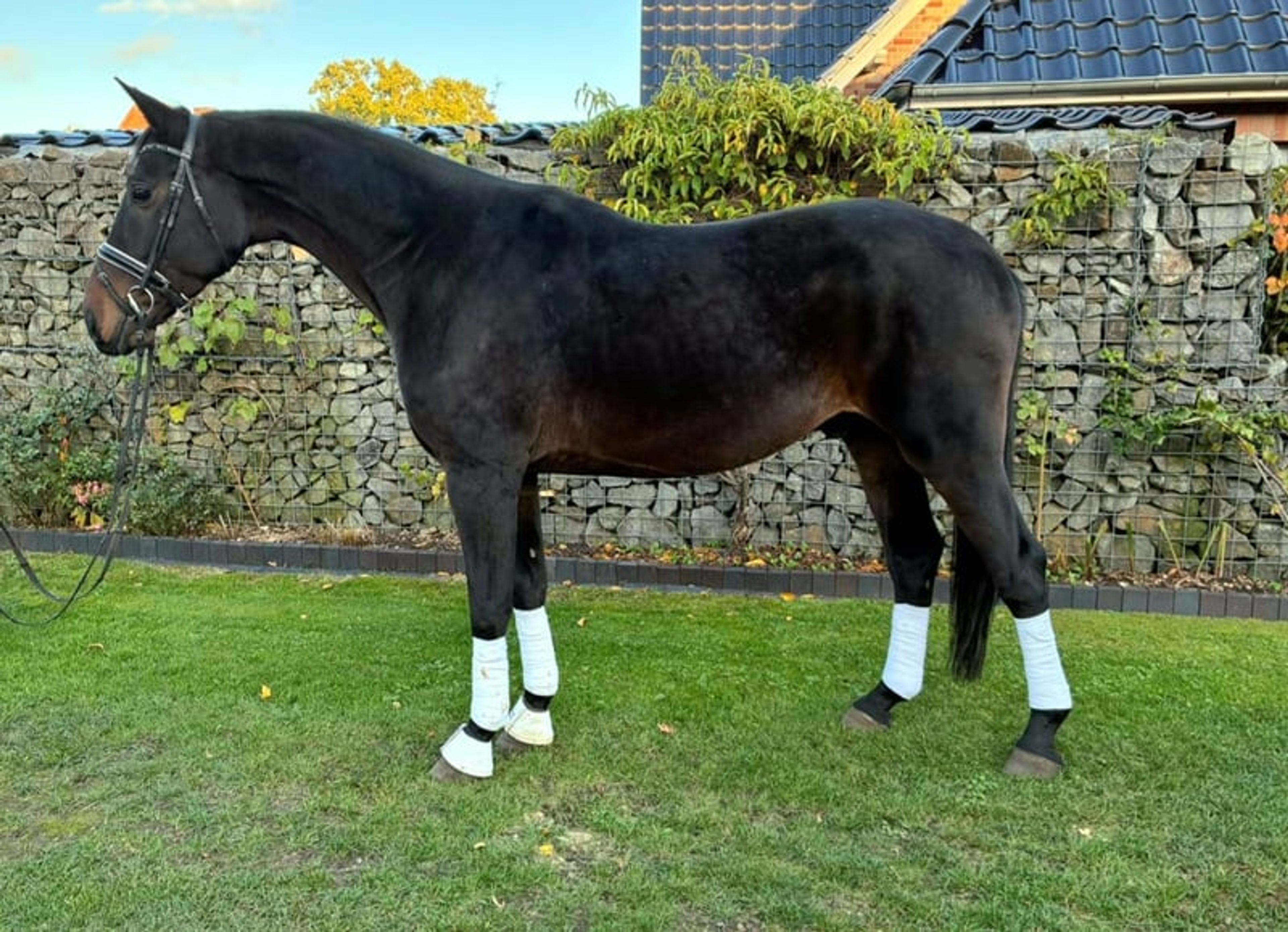 Kind gelding who wants to please