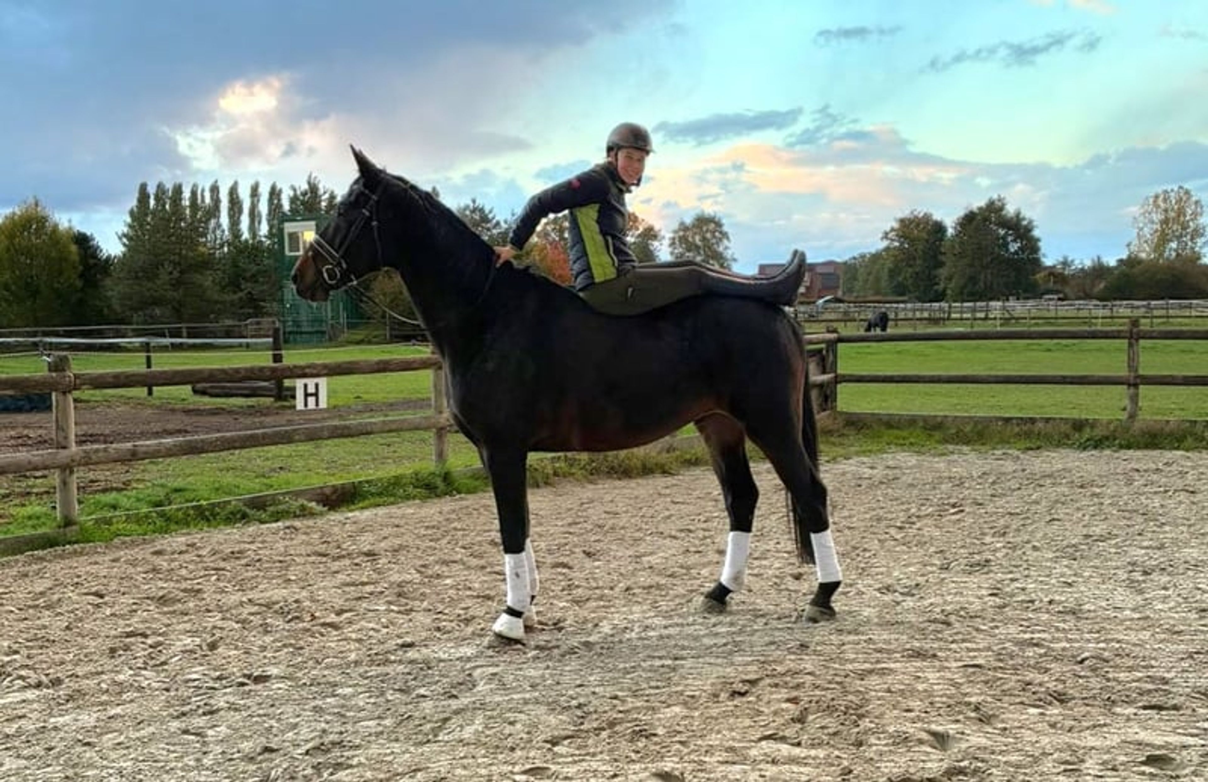Kind gelding who wants to please - Image 2