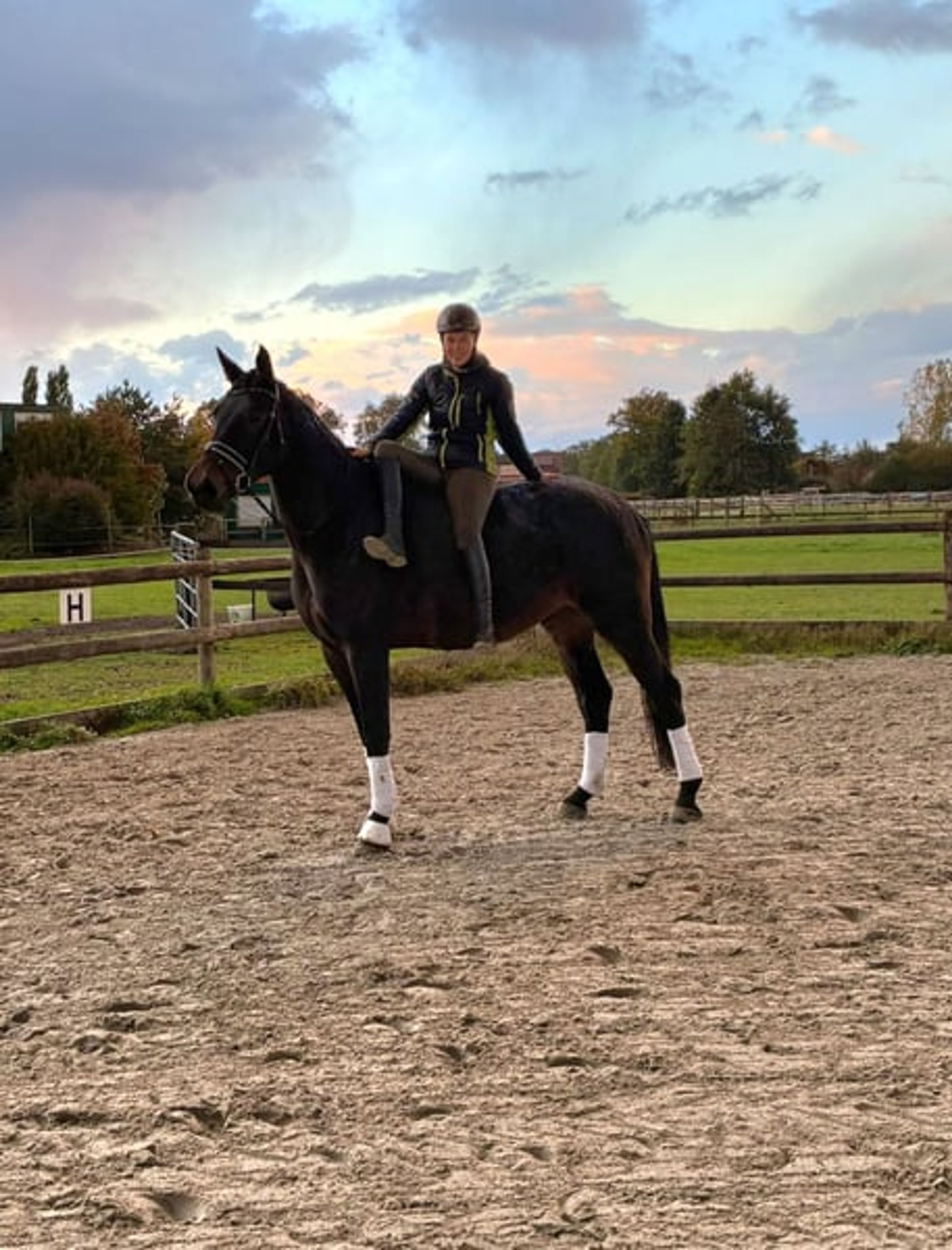 Kind gelding who wants to please - Image 3