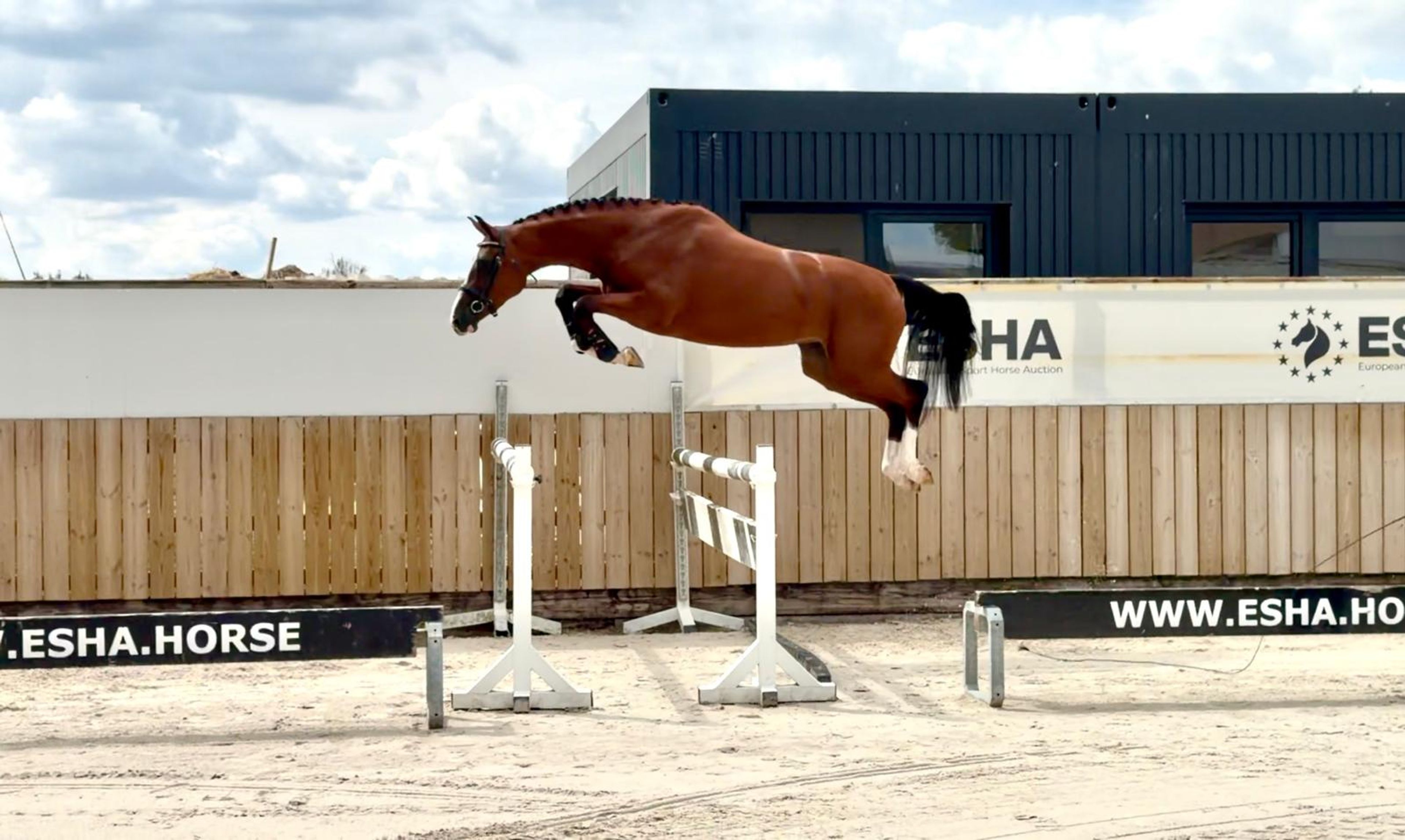 Trillium Park EN (CORNET'S PRINZ x CARAMBOLE) - Image 1
