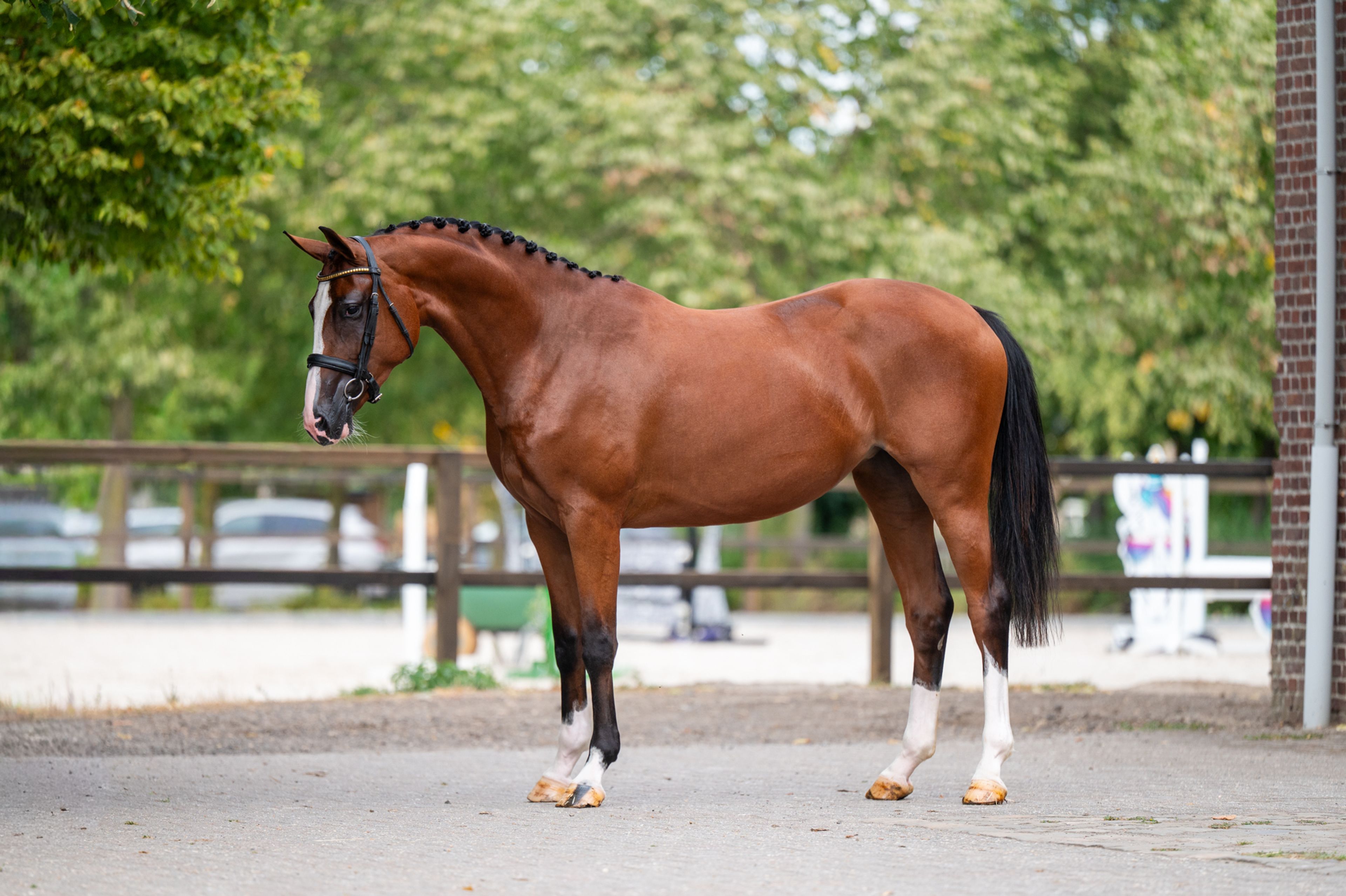Trillium Park EN (CORNET'S PRINZ x CARAMBOLE) - Image 2