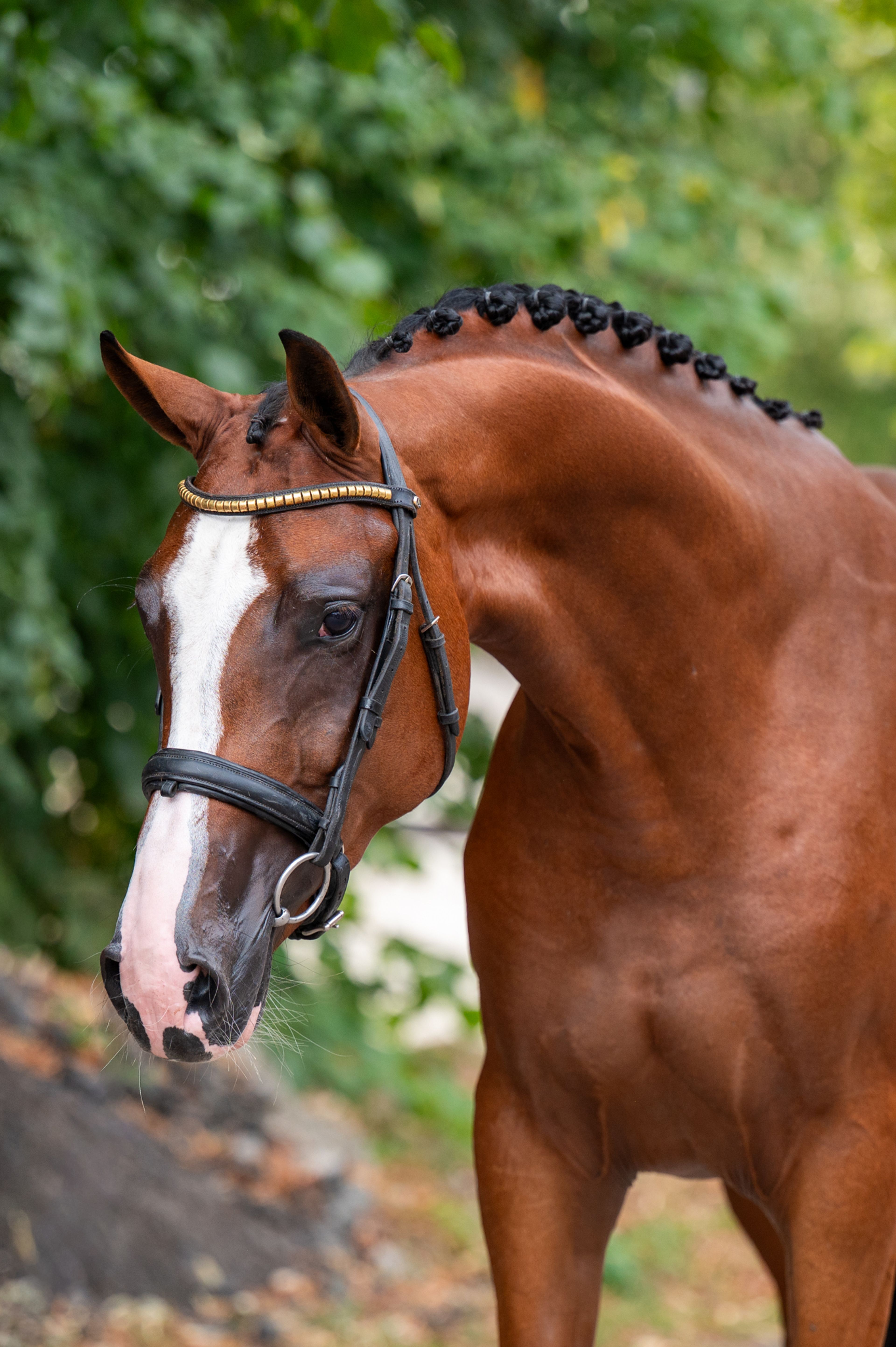 Trillium Park EN (CORNET'S PRINZ x CARAMBOLE) - Image 3
