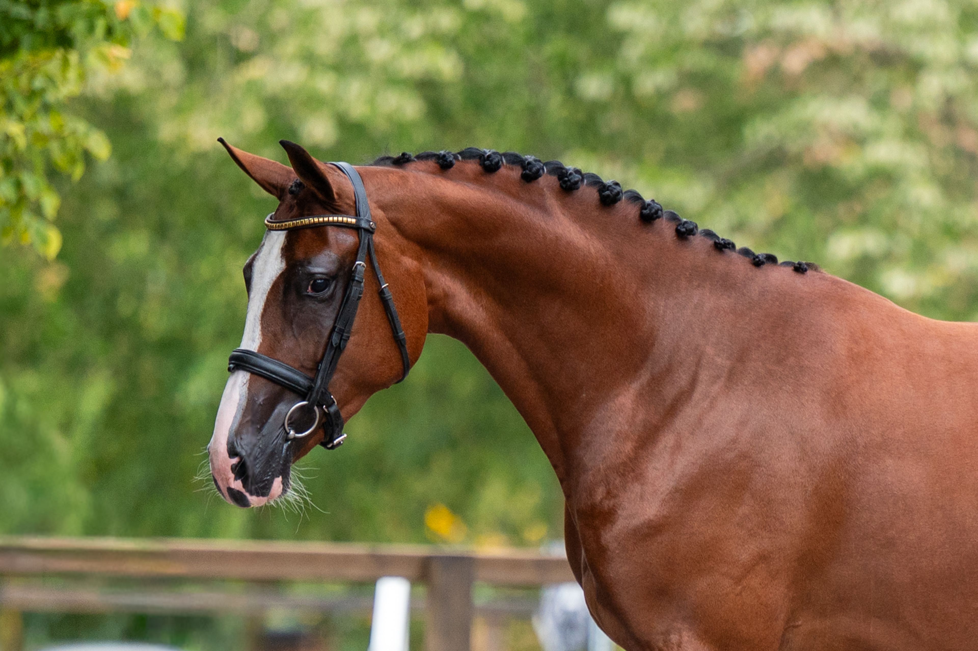 Trillium Park EN (CORNET'S PRINZ x CARAMBOLE) - Image 4