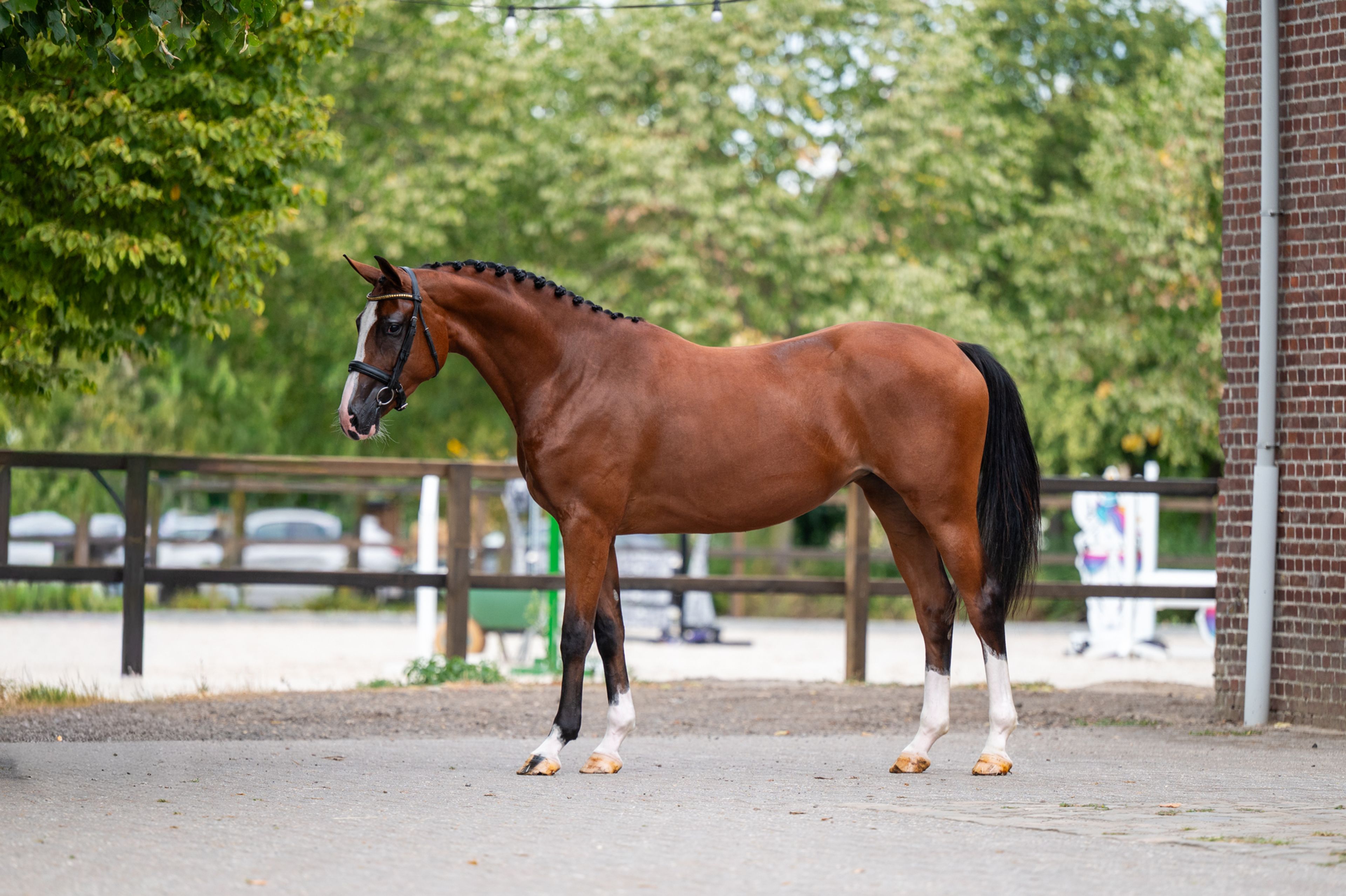 Trillium Park EN (CORNET'S PRINZ x CARAMBOLE) - Image 5