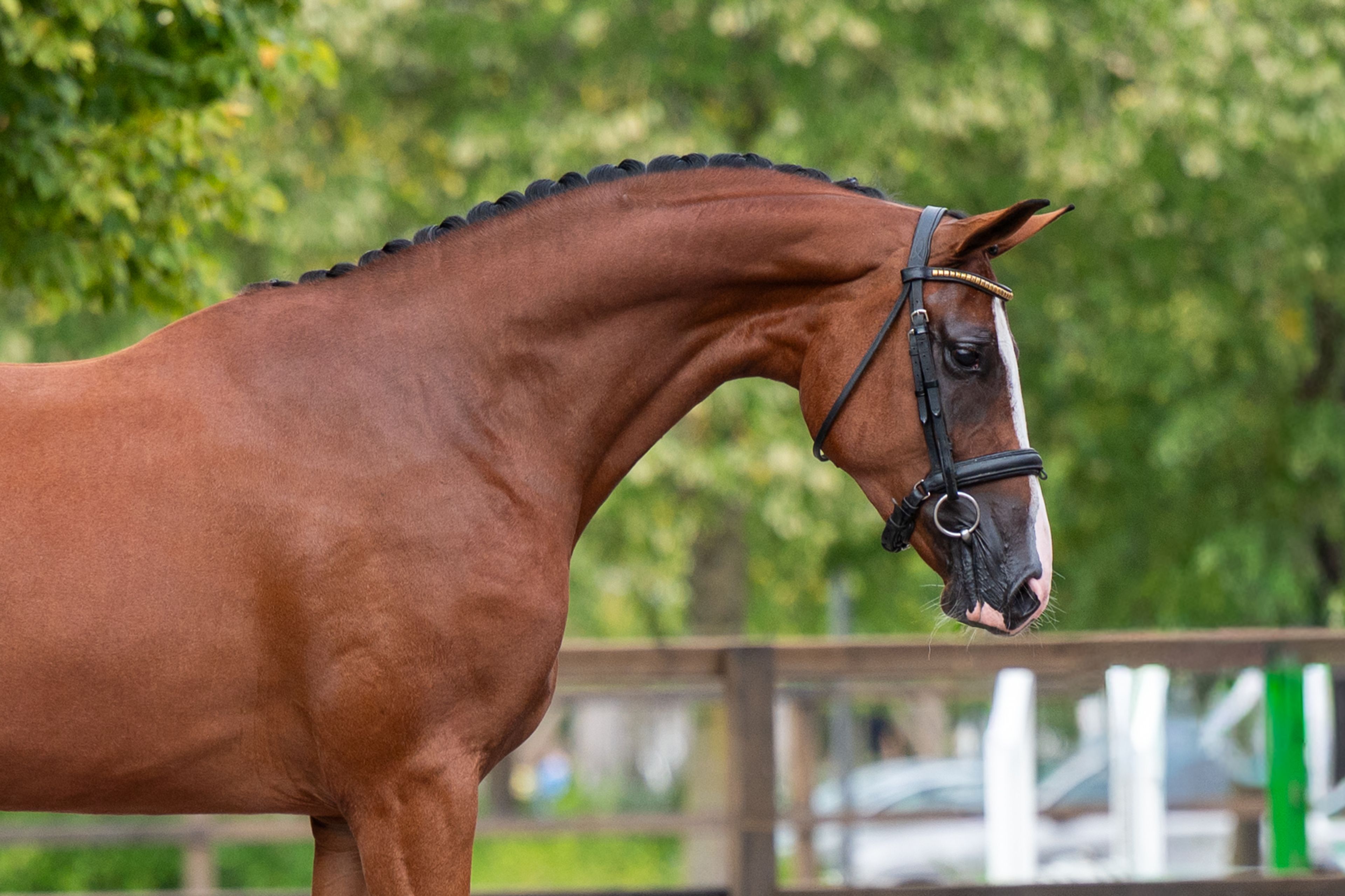 Trillium Park EN (CORNET'S PRINZ x CARAMBOLE) - Image 6