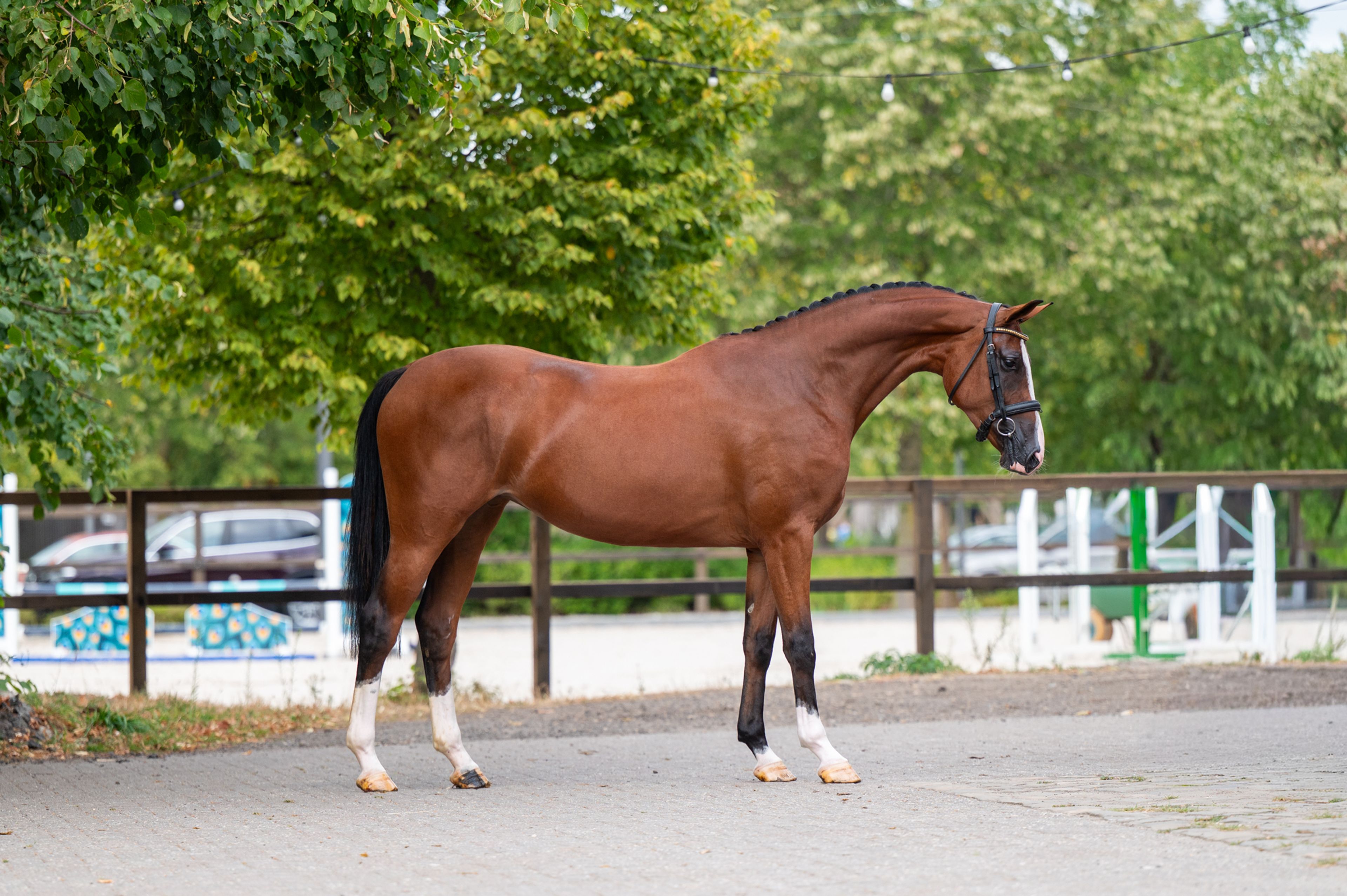 Trillium Park EN (CORNET'S PRINZ x CARAMBOLE) - Image 7