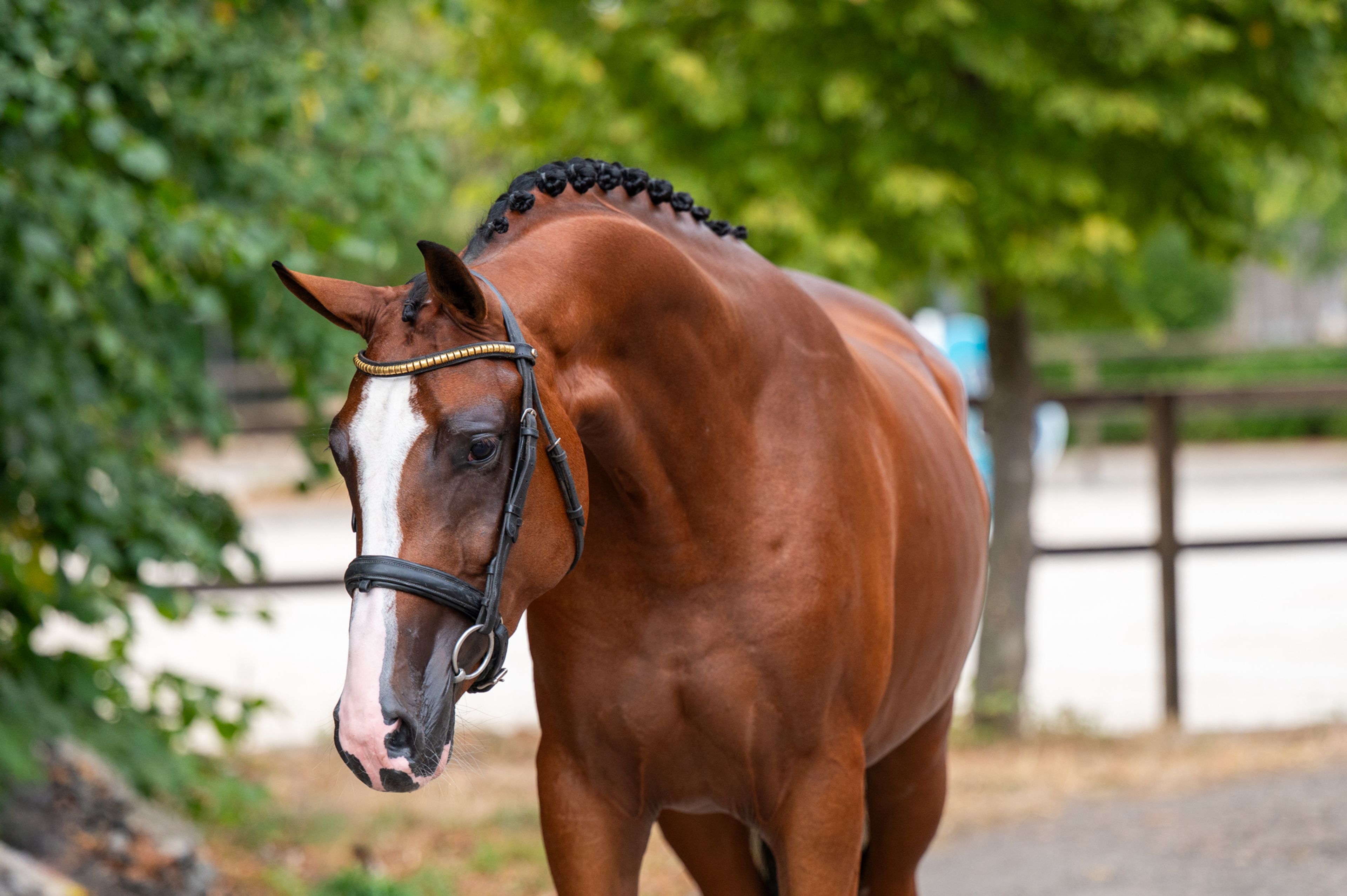 Trillium Park EN (CORNET'S PRINZ x CARAMBOLE) - Image 8