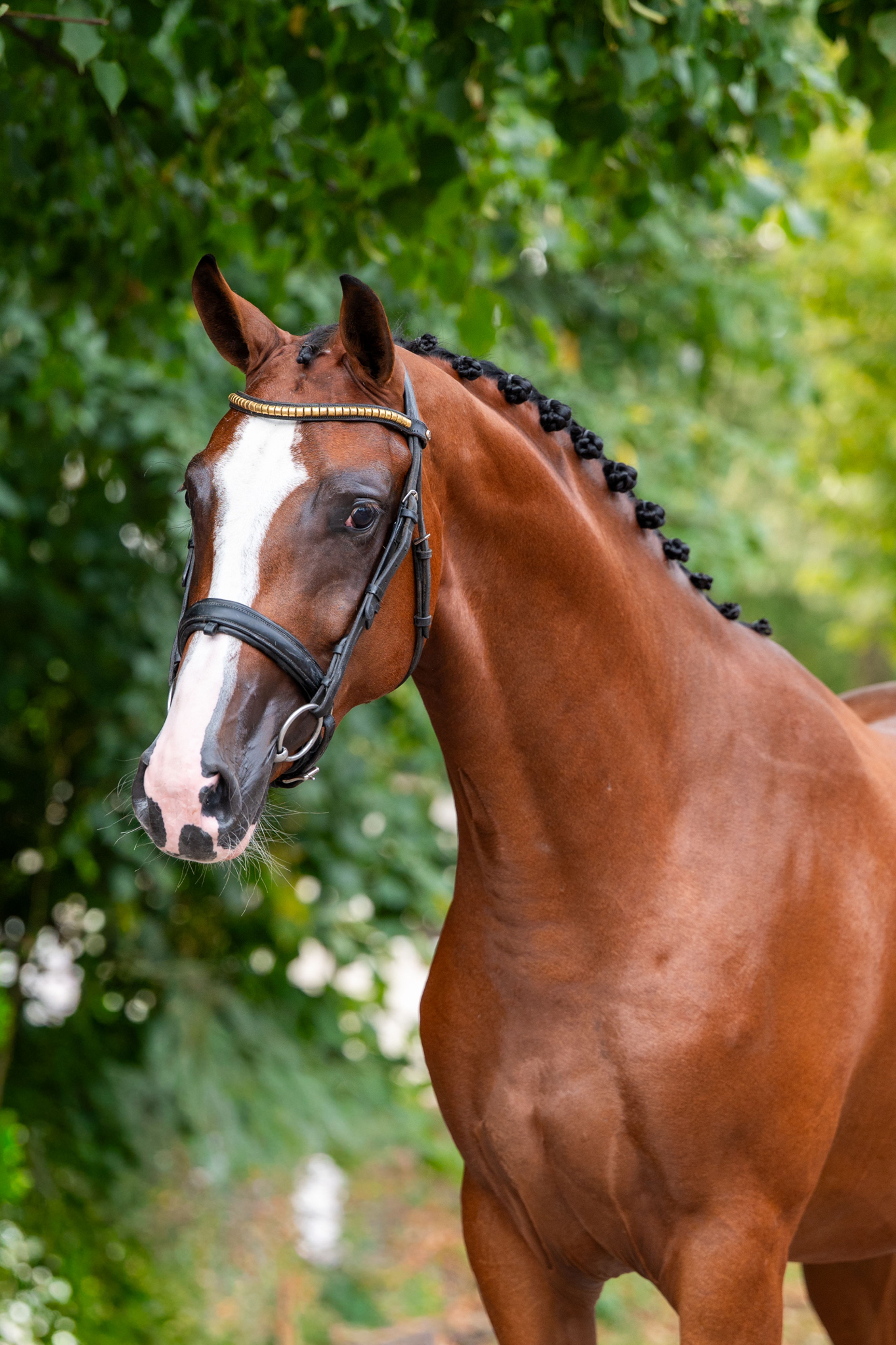 Trillium Park EN (CORNET'S PRINZ x CARAMBOLE) - Image 9