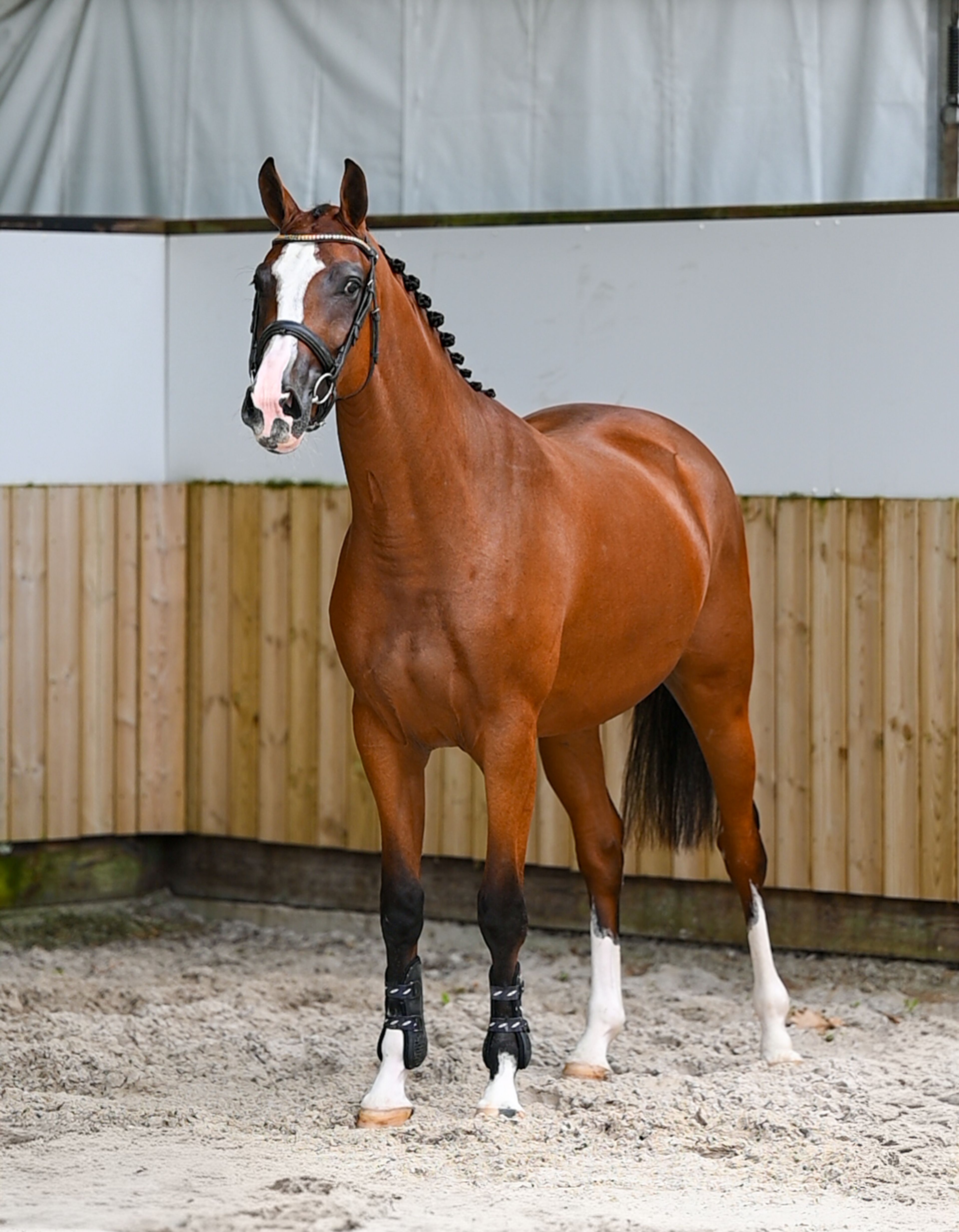 Trillium Park EN (CORNET'S PRINZ x CARAMBOLE) - Image 10