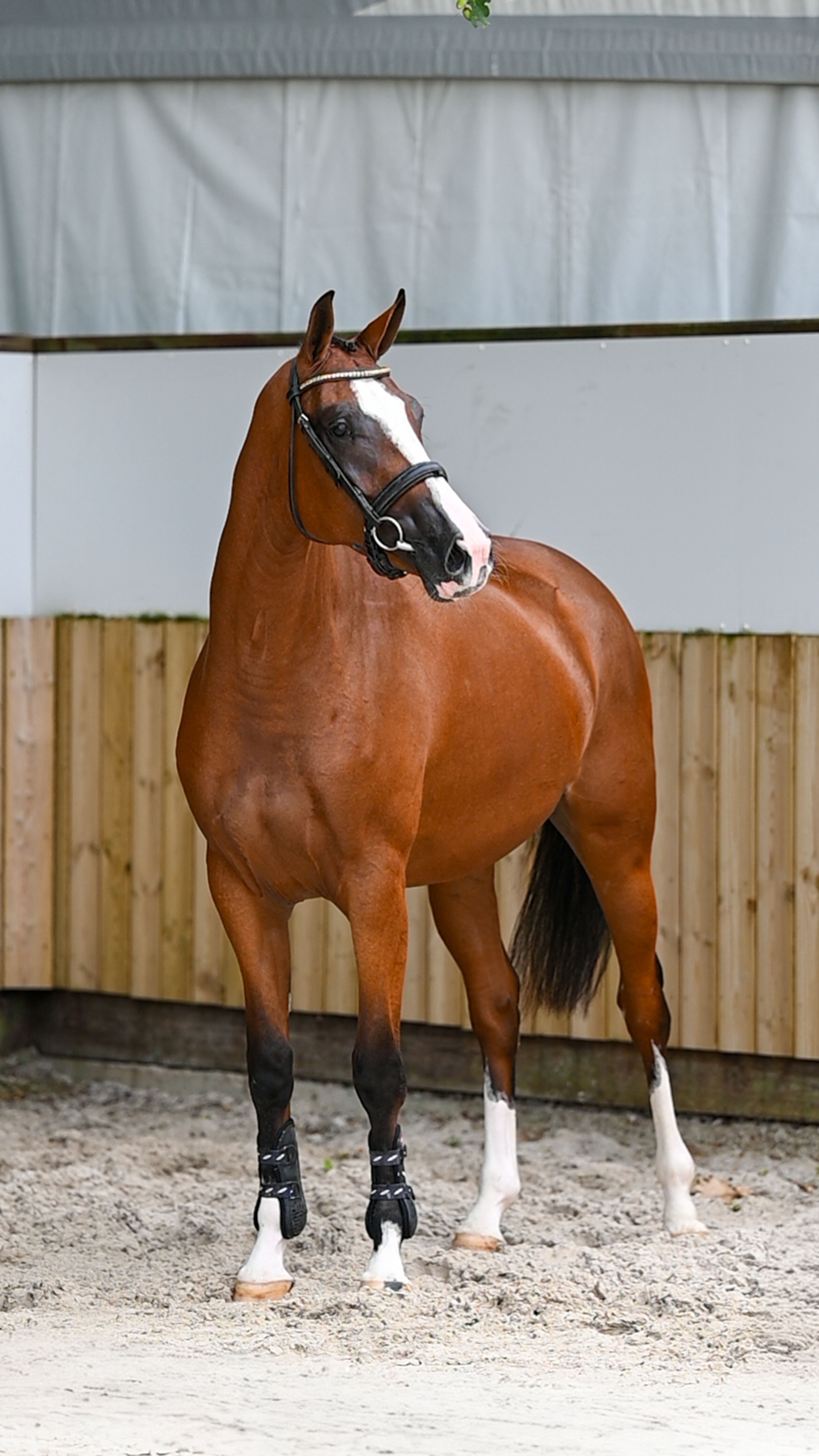 Trillium Park EN (CORNET'S PRINZ x CARAMBOLE) - Image 11