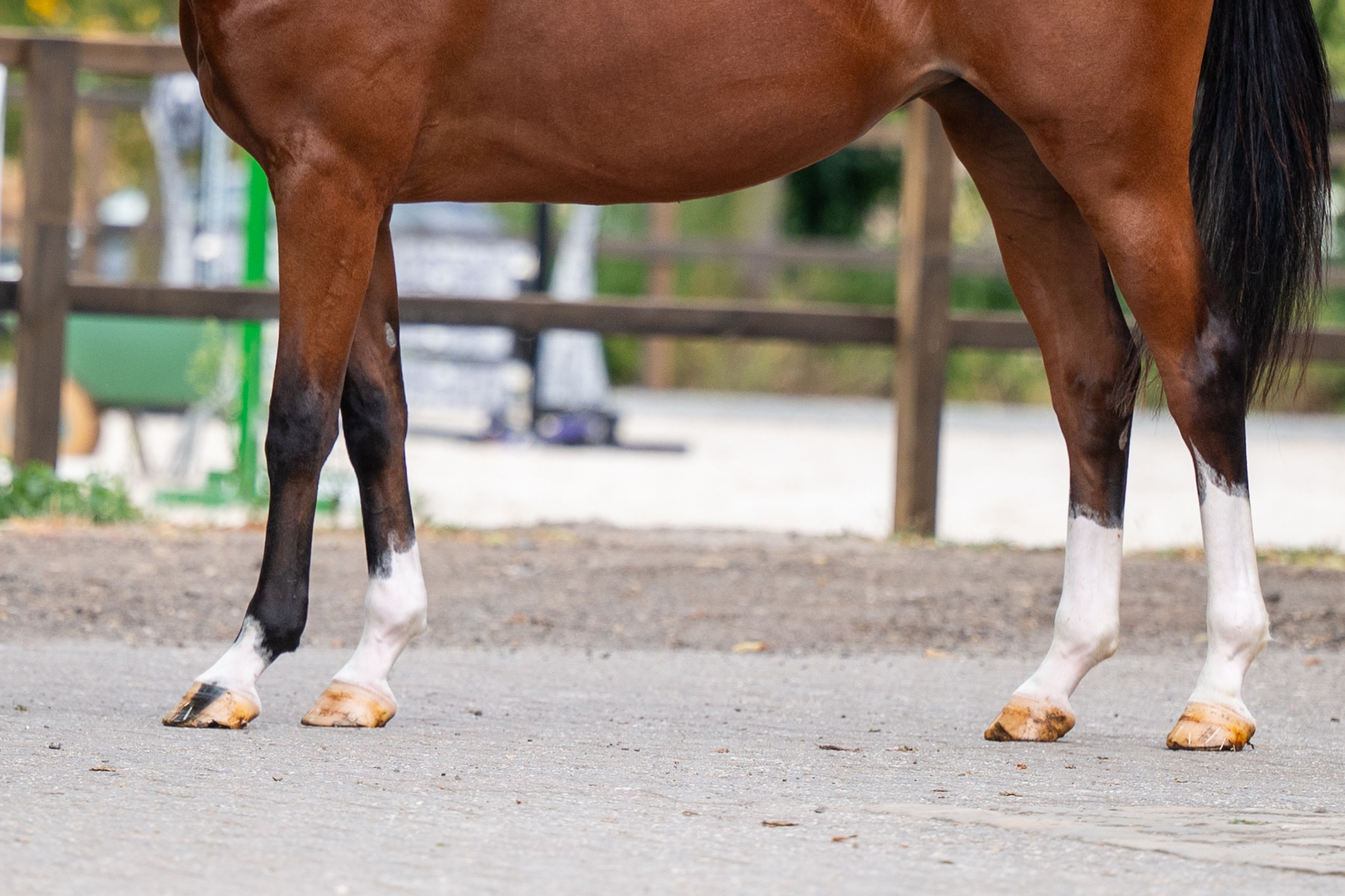 Trillium Park EN (CORNET'S PRINZ x CARAMBOLE) - Image 12